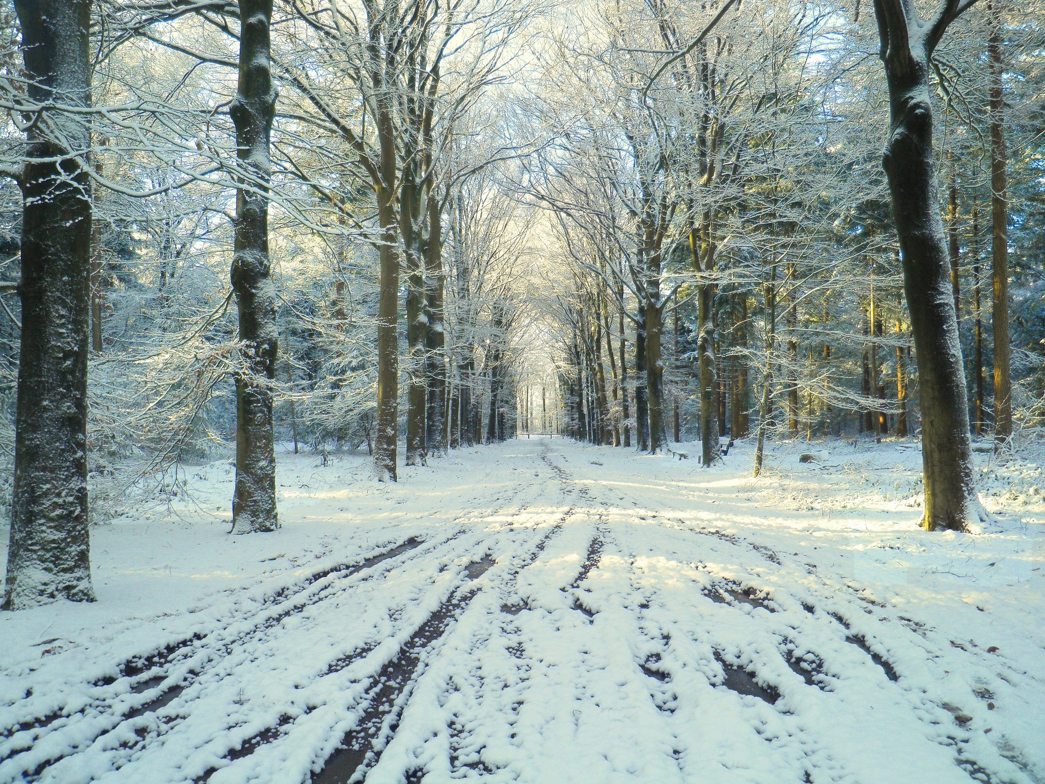 Snowy forest path with tire tracks HD Wallpaper