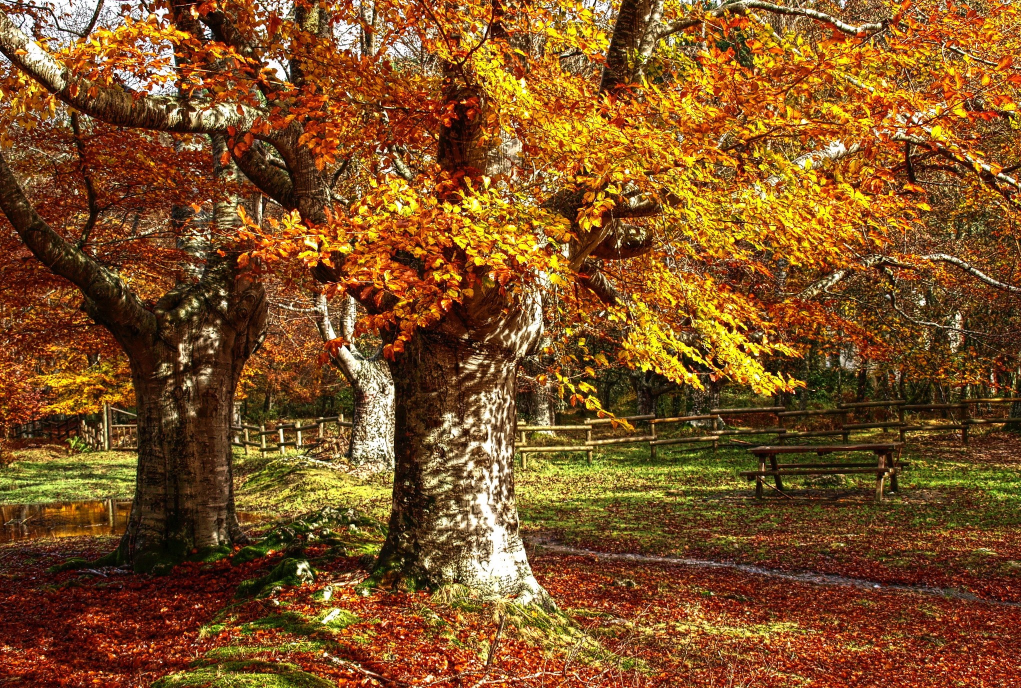 Autumn forest with colorful trees and fallen leaves HD Wallpaper