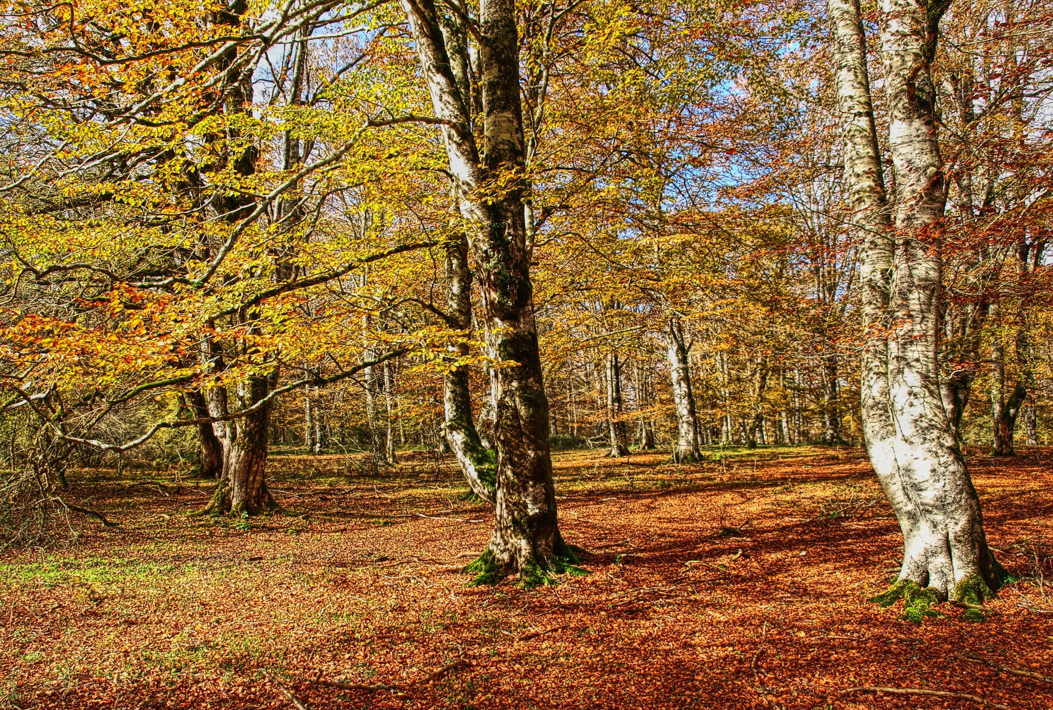 Autumn forest with colorful trees and fallen leaves HD Wallpaper