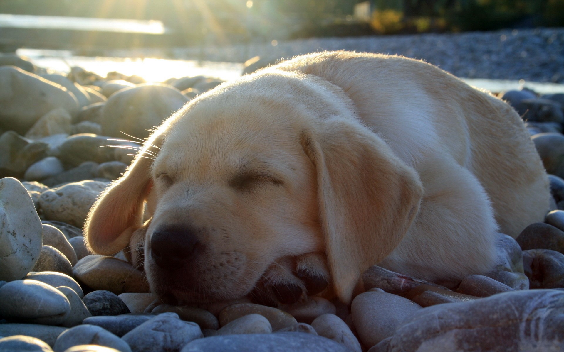 Golden Retriever puppy sleeping on stones by a river HD Wallpaper