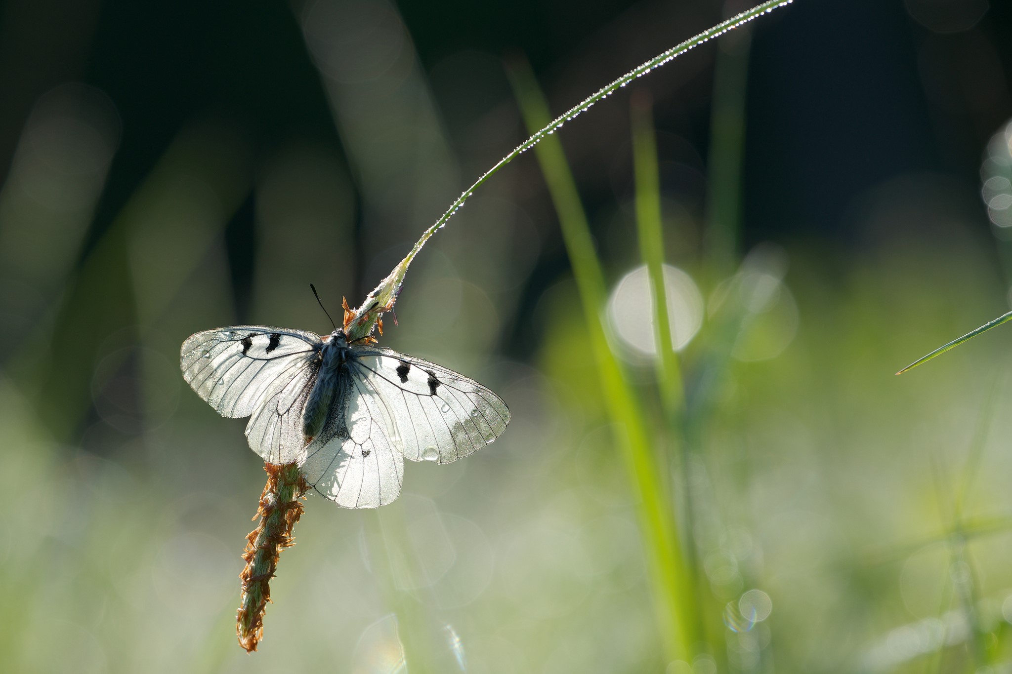 White butterfly with black spots on a blade of grass HD Wallpaper