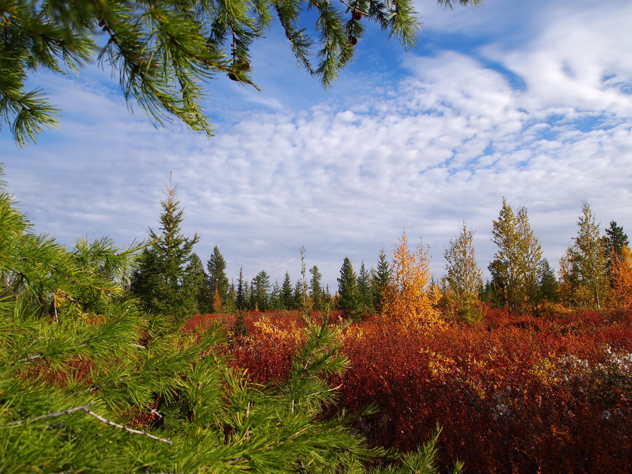 Autumn forest landscape in Russia with colorful foliage HD Wallpaper