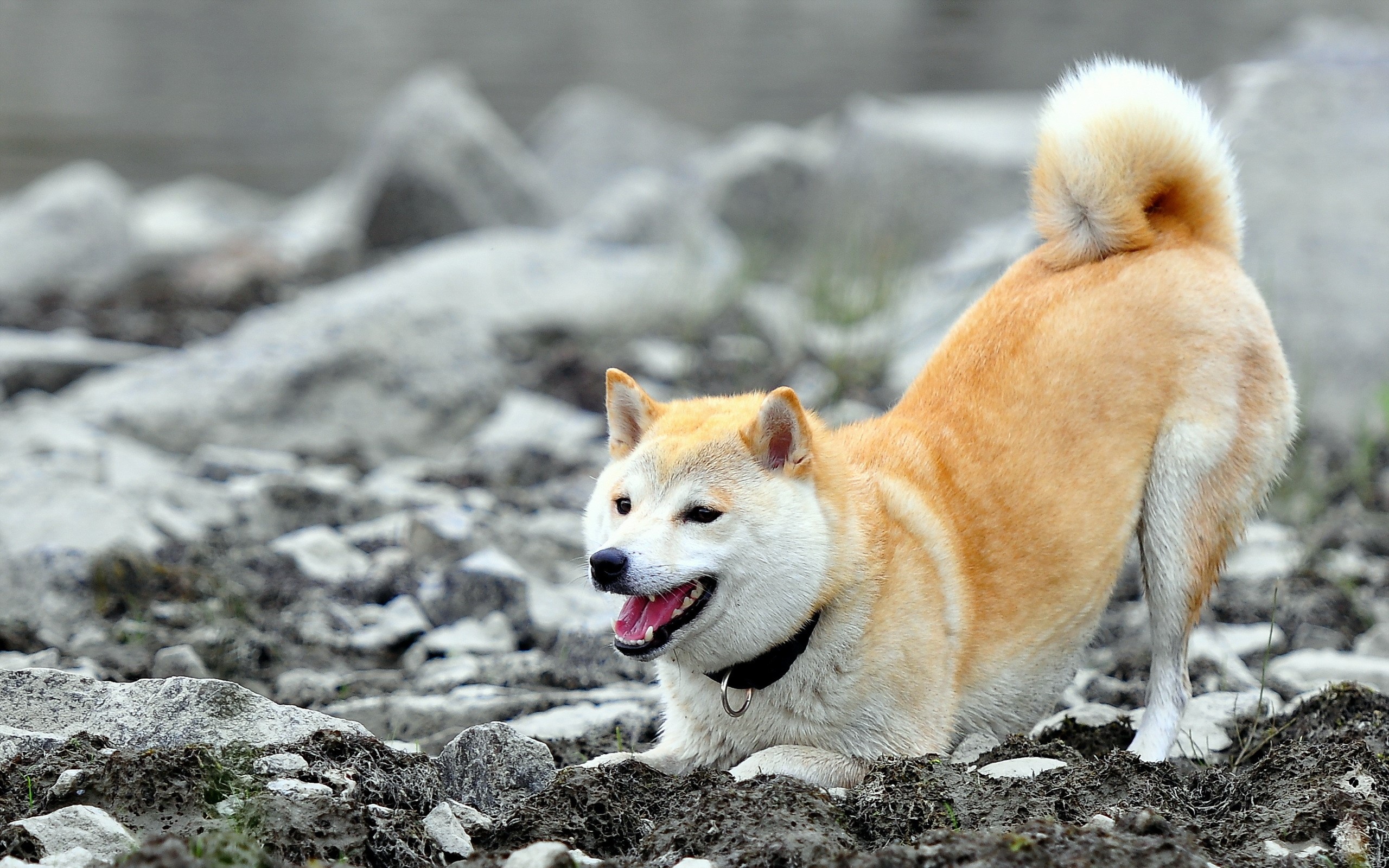 Shiba Inu dog in a play bow on rocky ground HD Wallpaper
