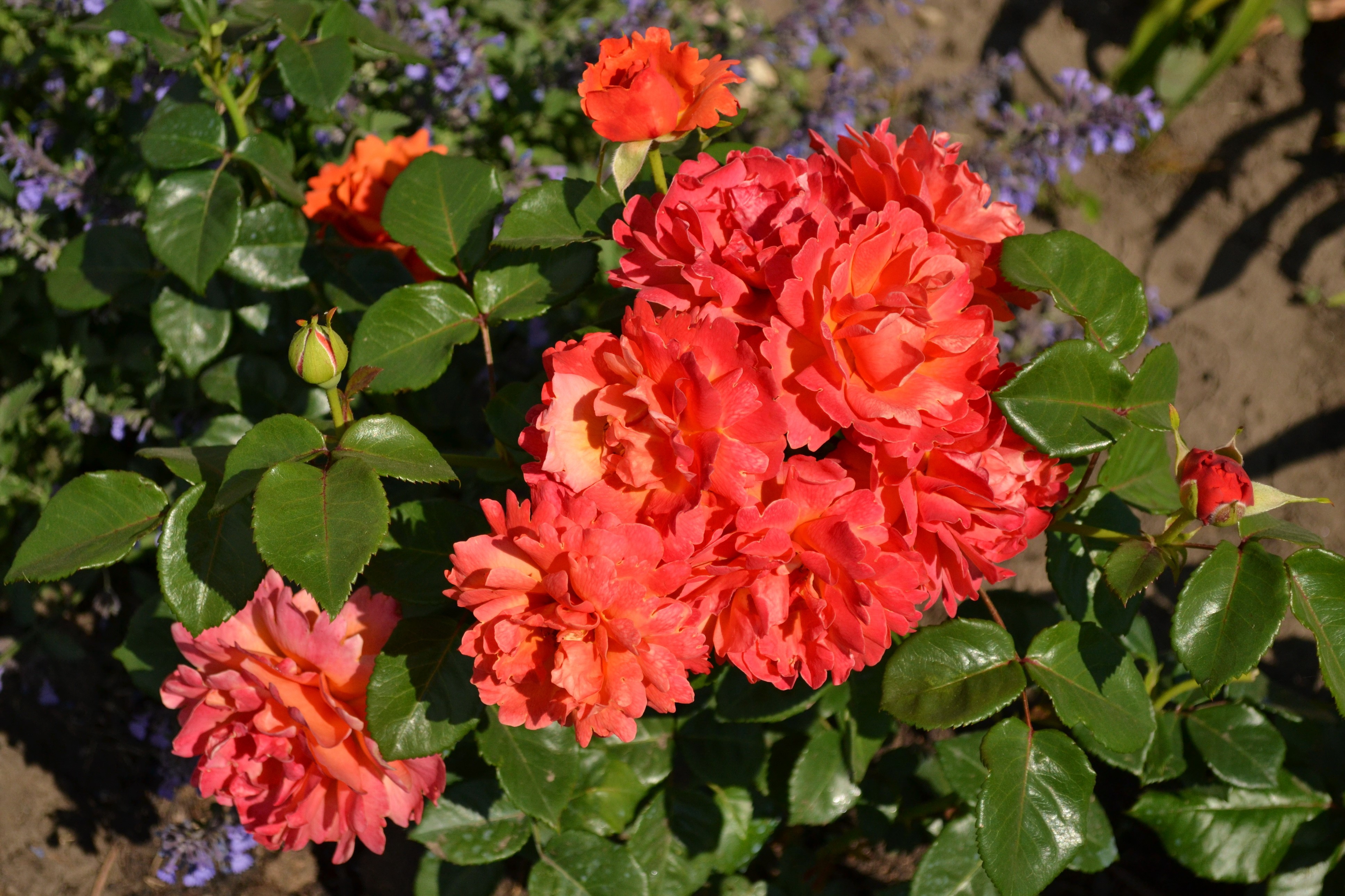 4K Roses HD Wallpaper