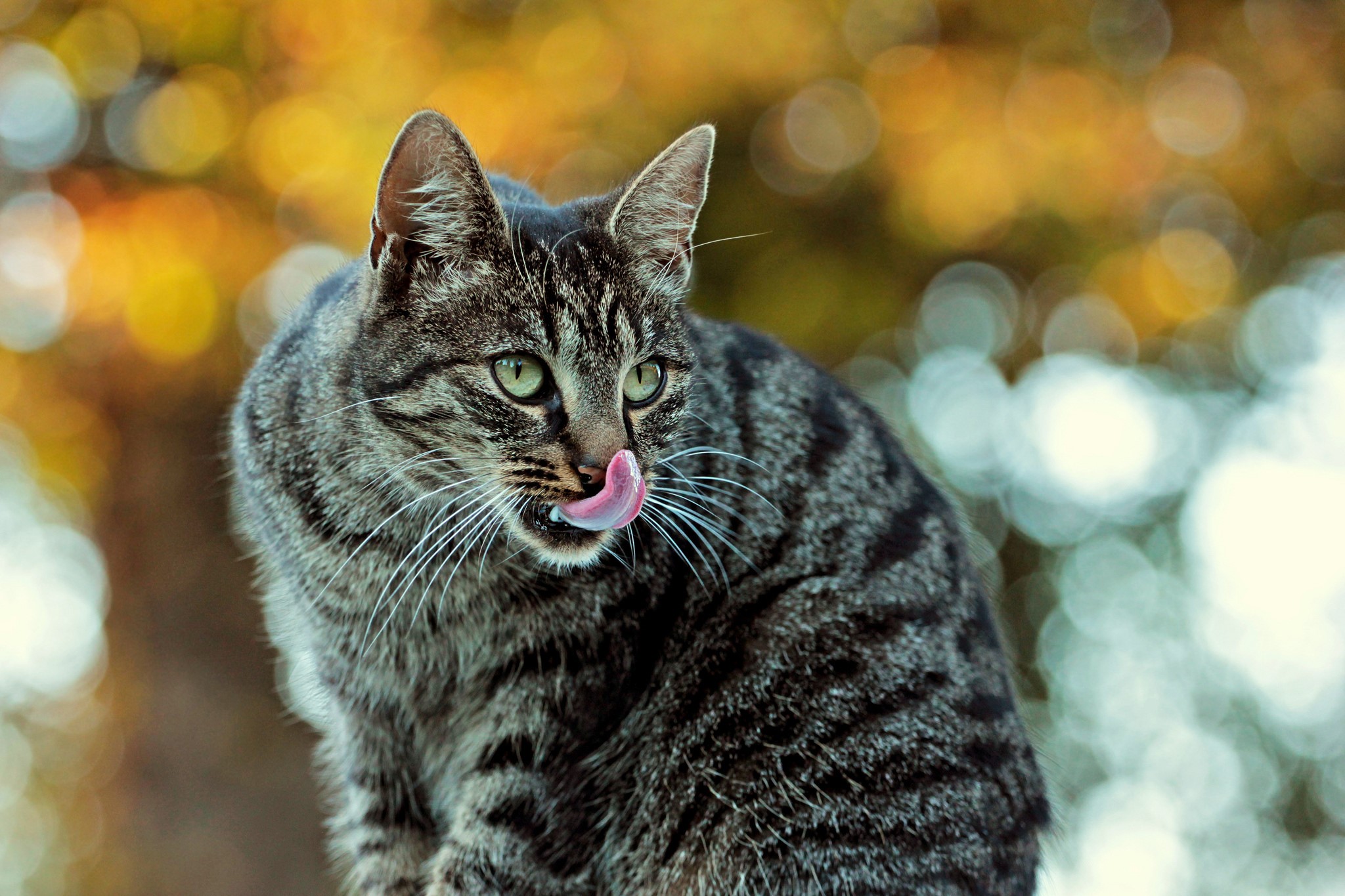 Tabby cat with green eyes licking its nose HD Wallpaper