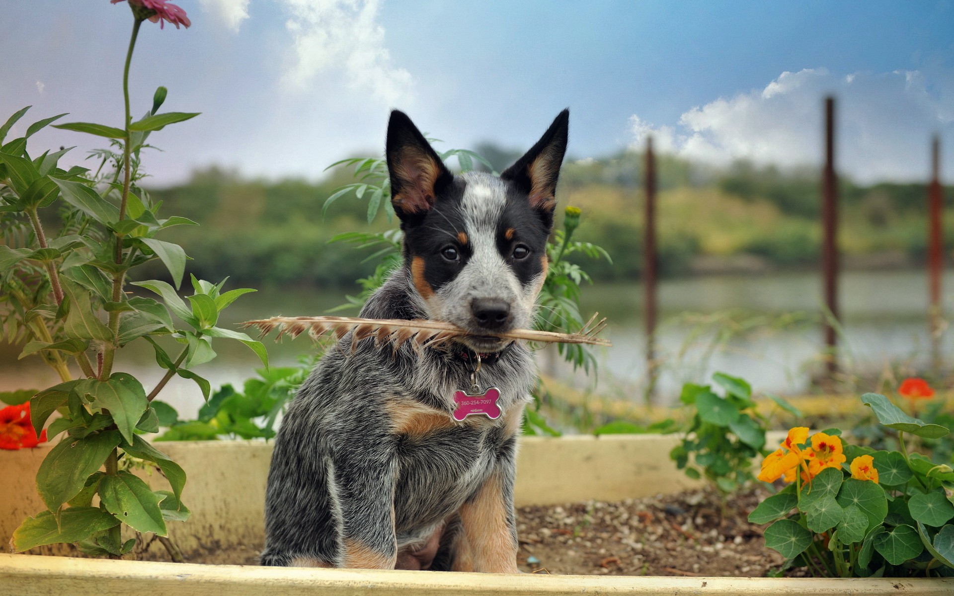 Australian Cattle Dog puppy holding a stick in a garden HD Wallpaper