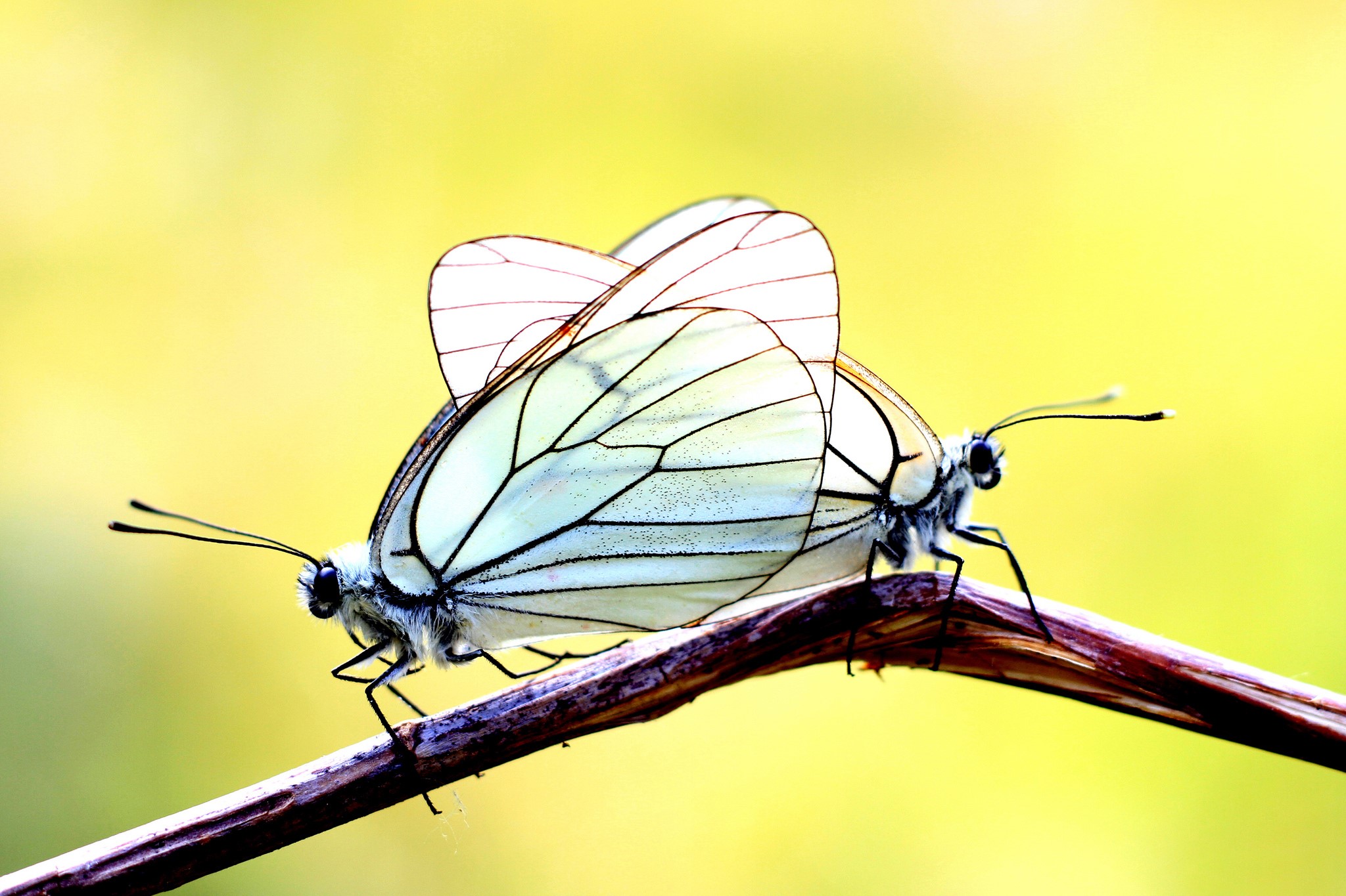 Two butterflies mating on a branch HD Wallpaper