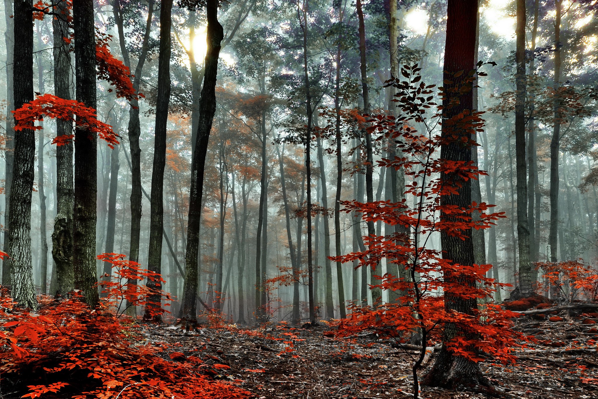 Misty forest with red autumn leaves HD Wallpaper