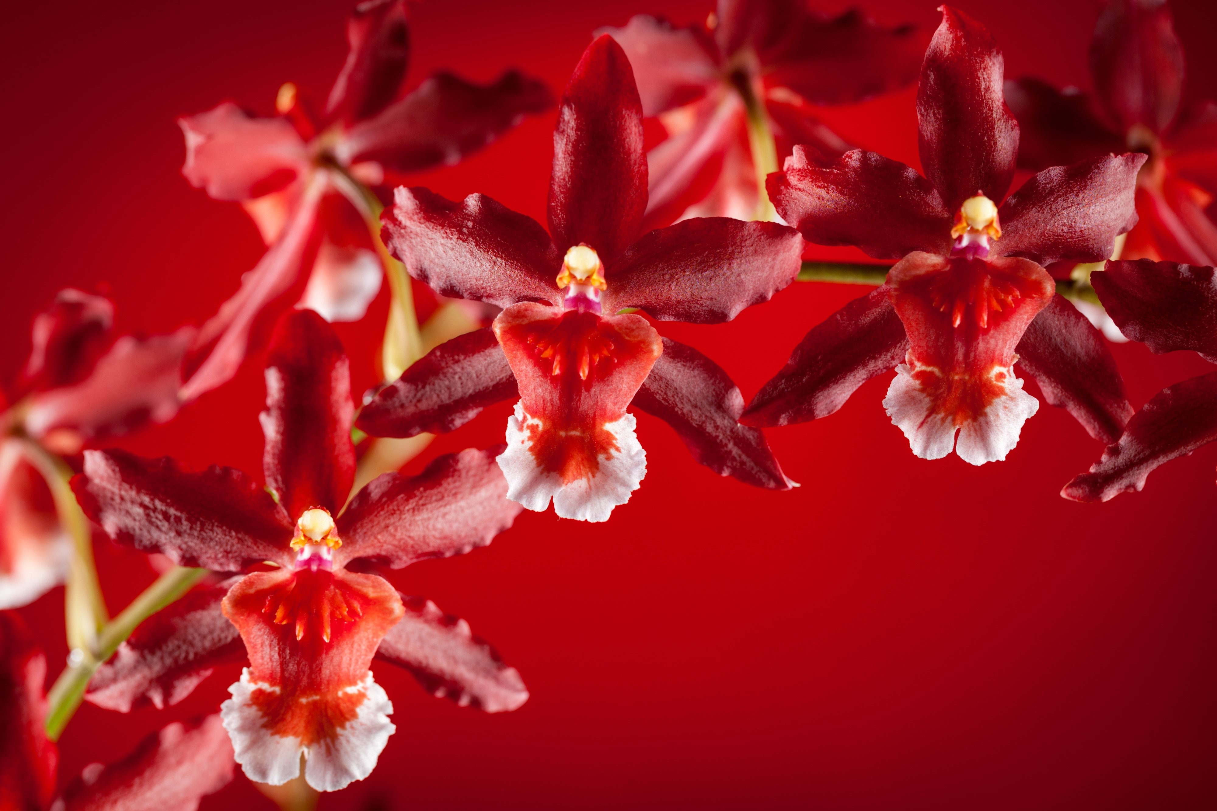 Red Orchids on Red Background HD Wallpaper
