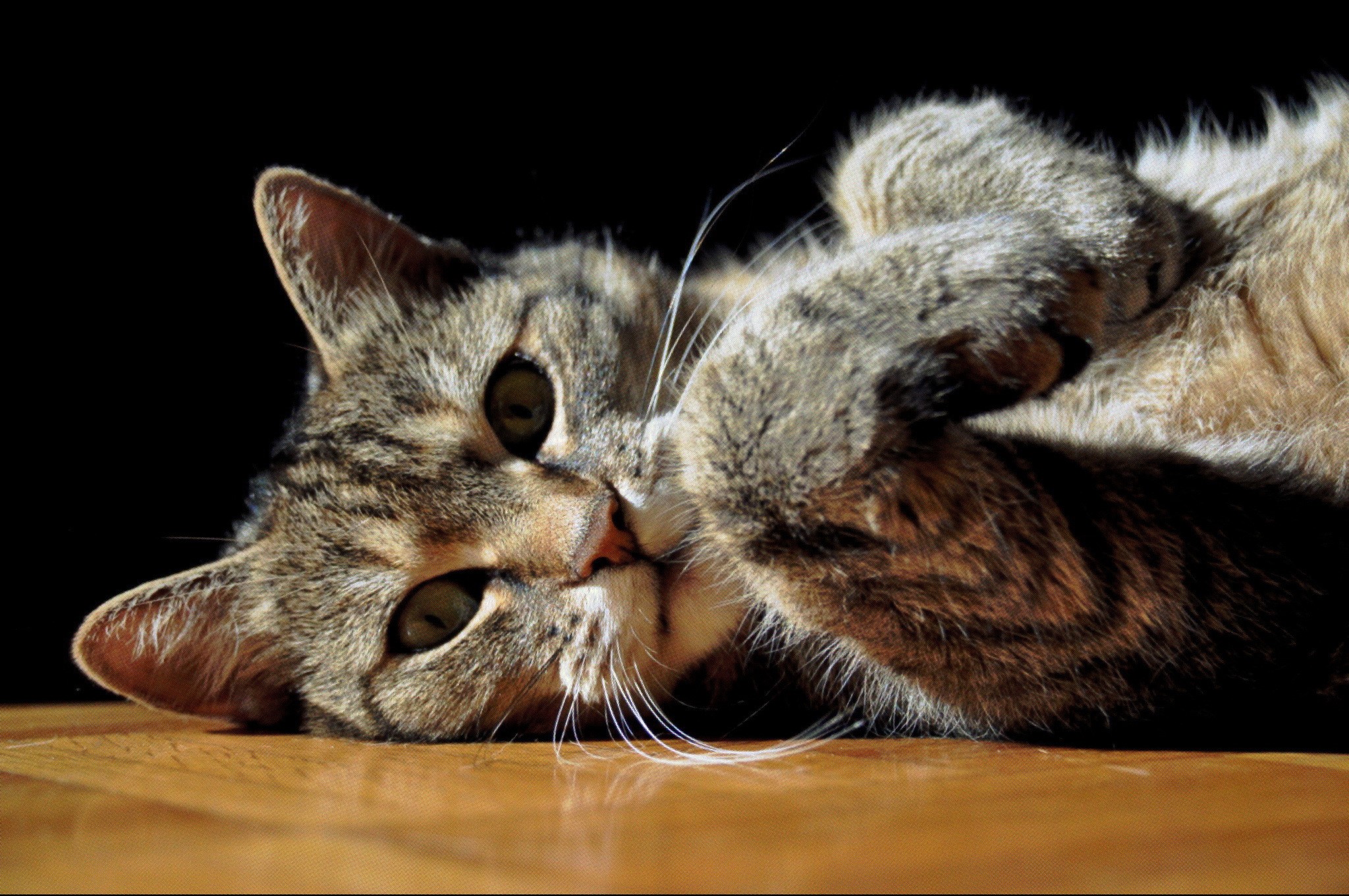 Tabby cat lying on its side with paws covering face HD Wallpaper
