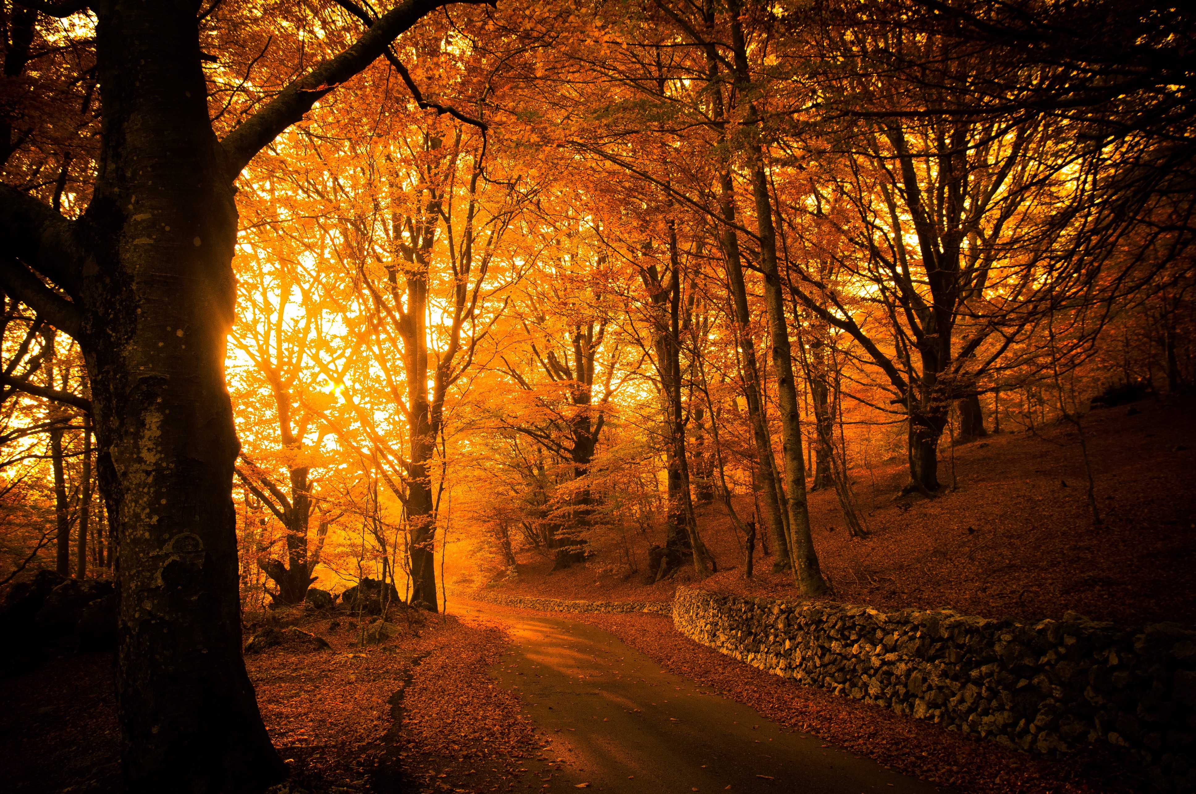 Autumn forest road with stone wall HD Wallpaper