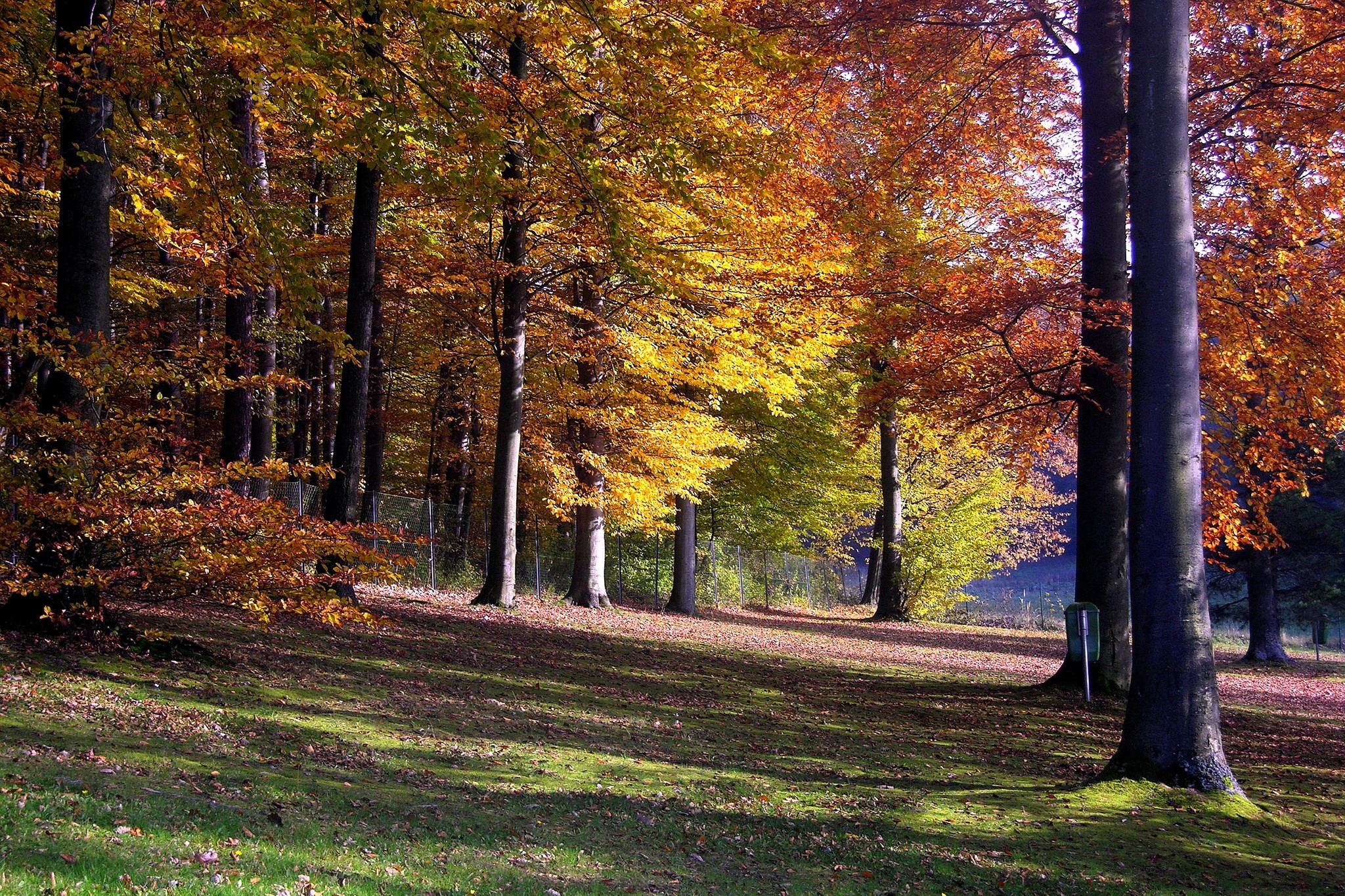 Autumn forest with colorful trees and fallen leaves HD Wallpaper