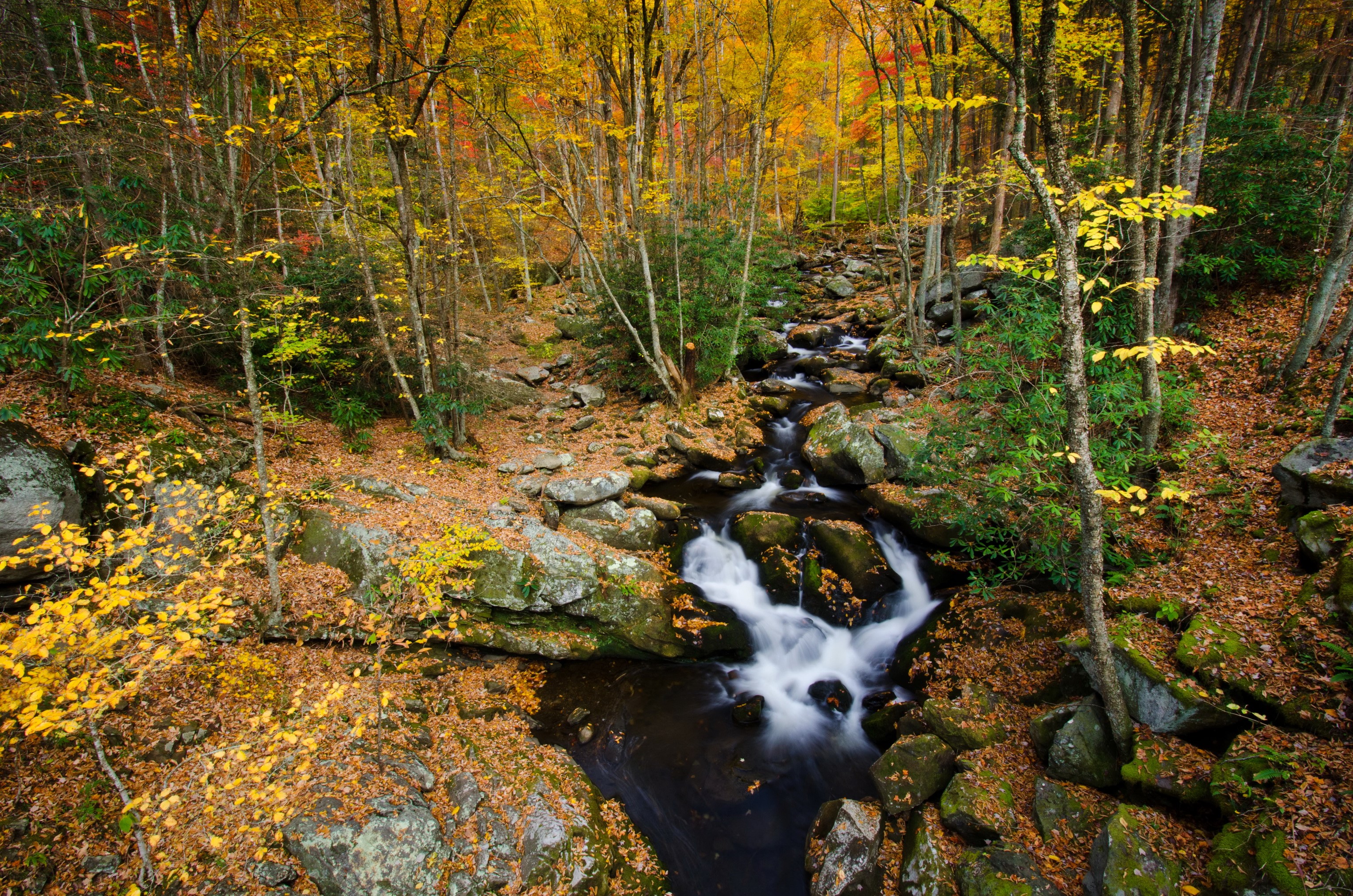 Autumn stream flowing through a forest in Tennessee HD Wallpaper