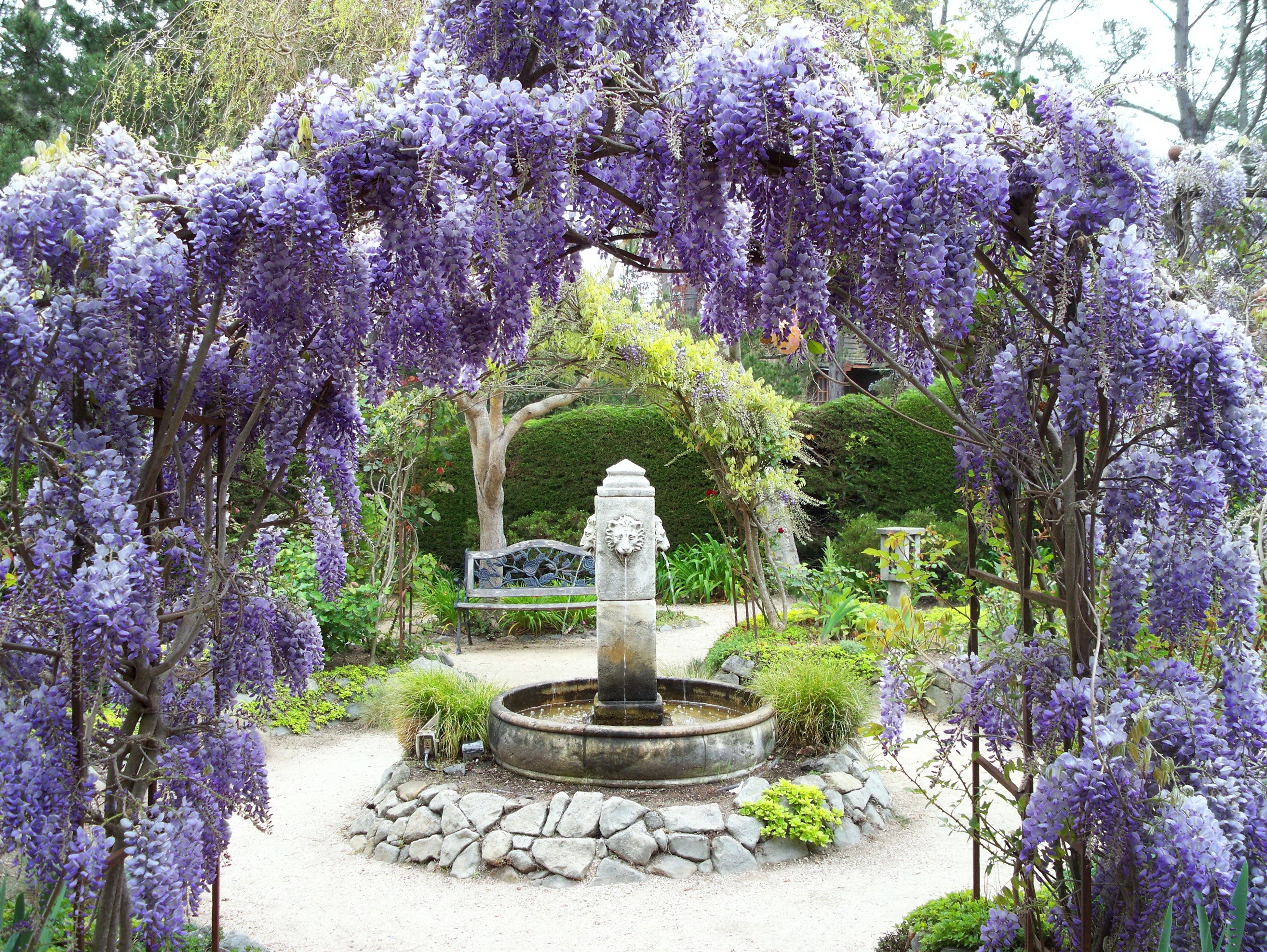 Garden with Wisteria and Fountain HD Wallpaper