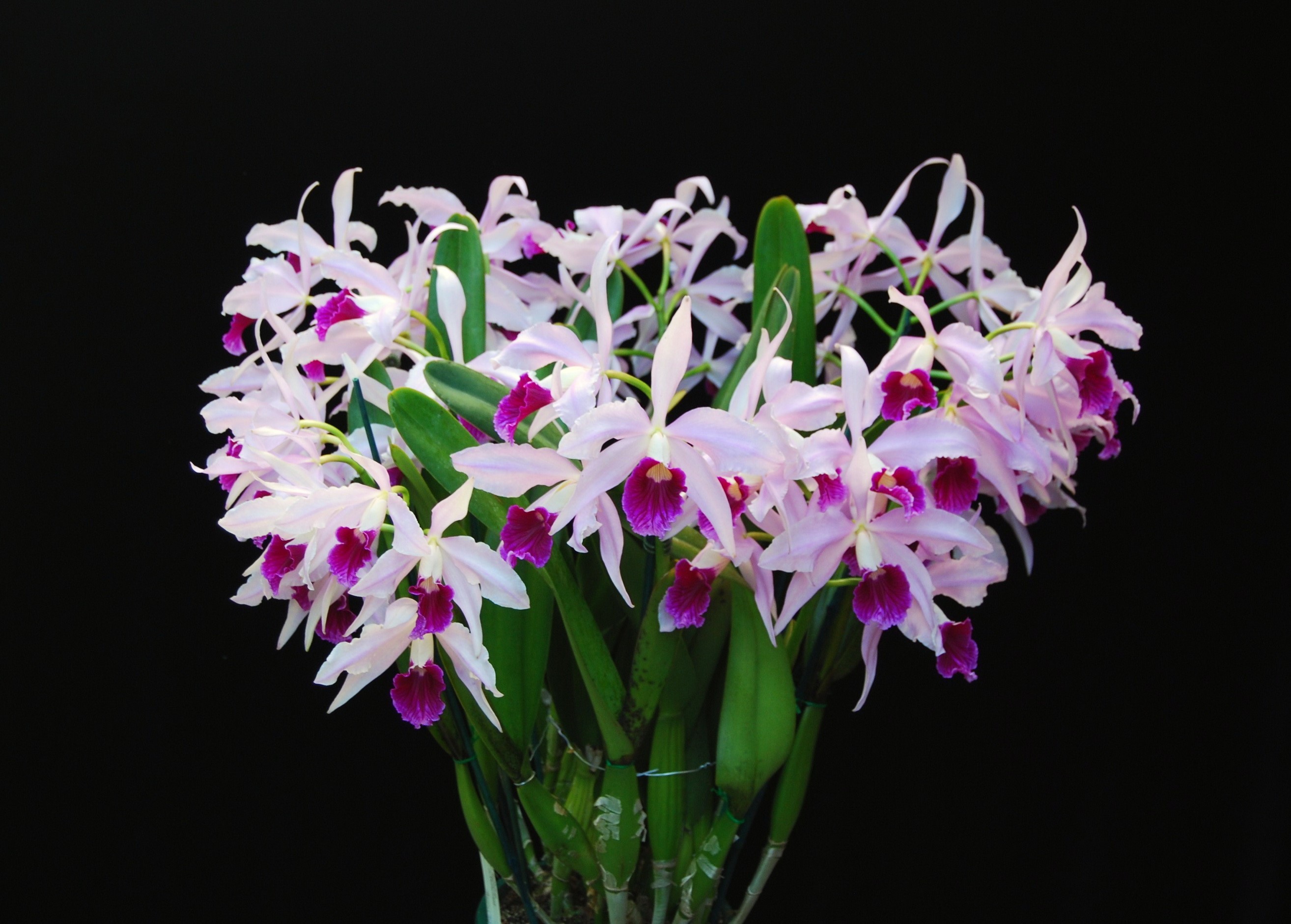 A bouquet of Cattleya orchids with pink and purple petals HD Wallpaper