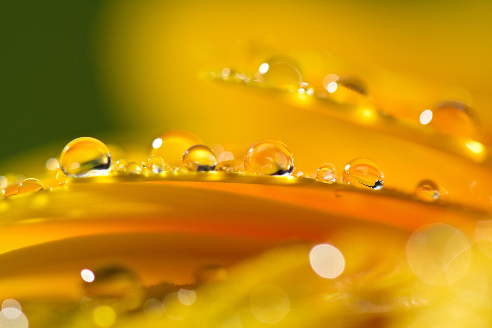 Close-up of water drops on yellow flower petals HD Wallpaper