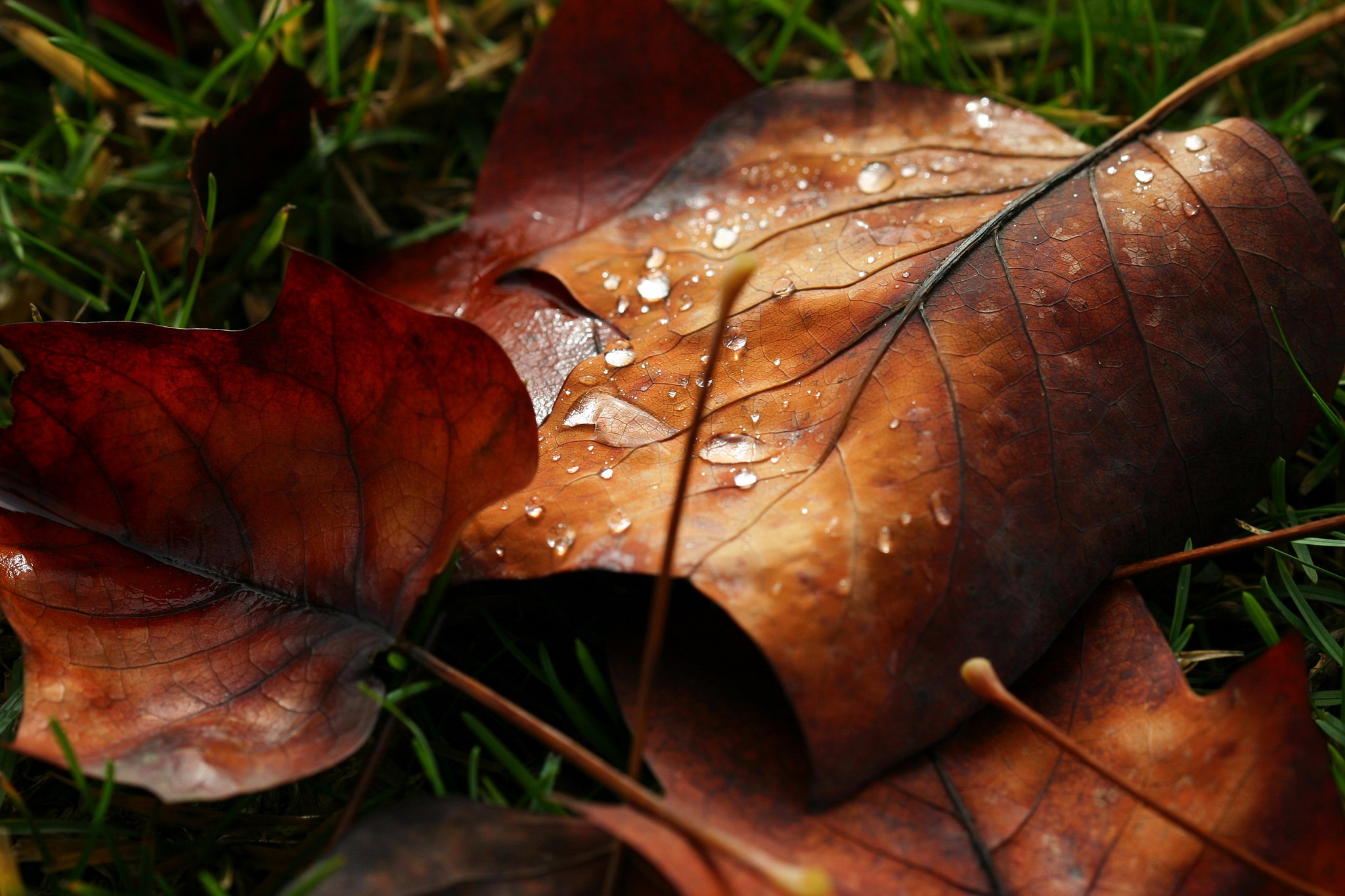 Close-up of wet autumn leaves on grass HD Wallpaper