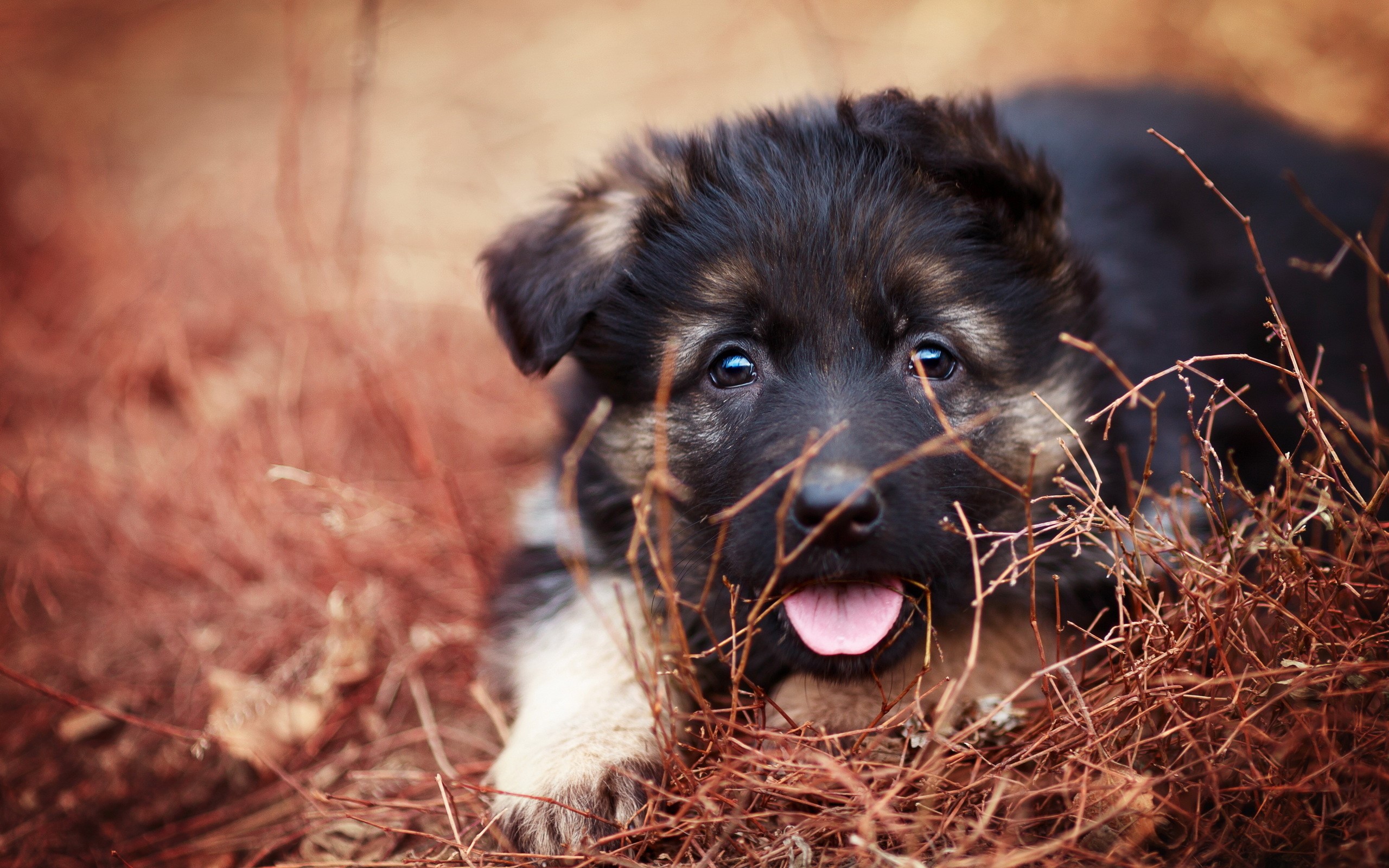 German Shepherd Puppy Lying Down in Dry Grass HD Wallpaper