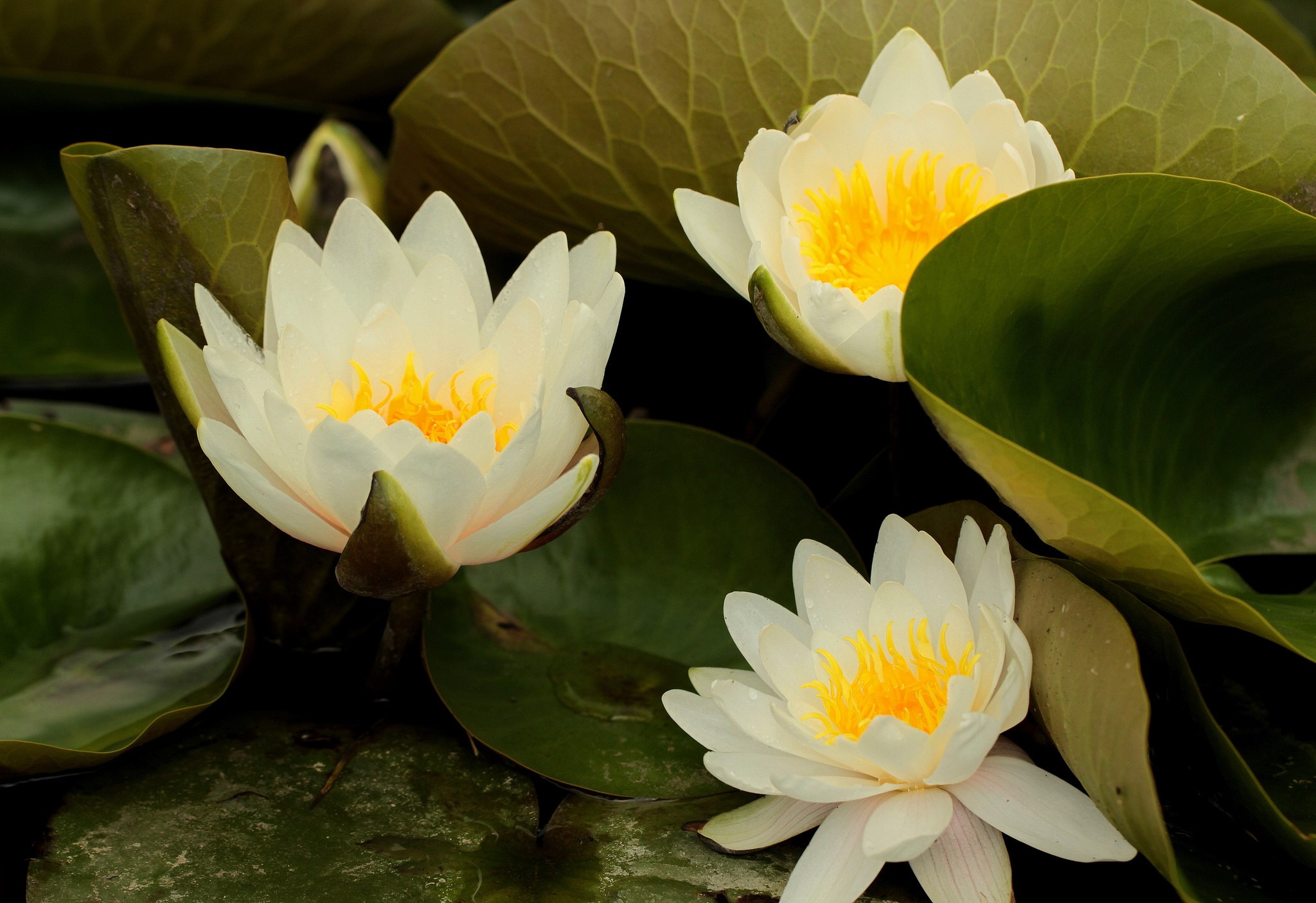 White water lilies with yellow centers HD Wallpaper