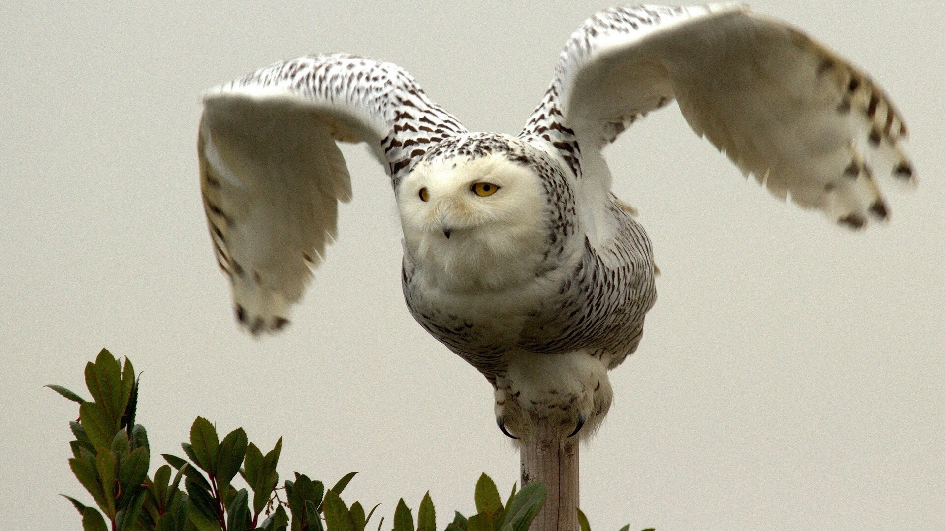 Snowy owl perched on a wooden post HD Wallpaper