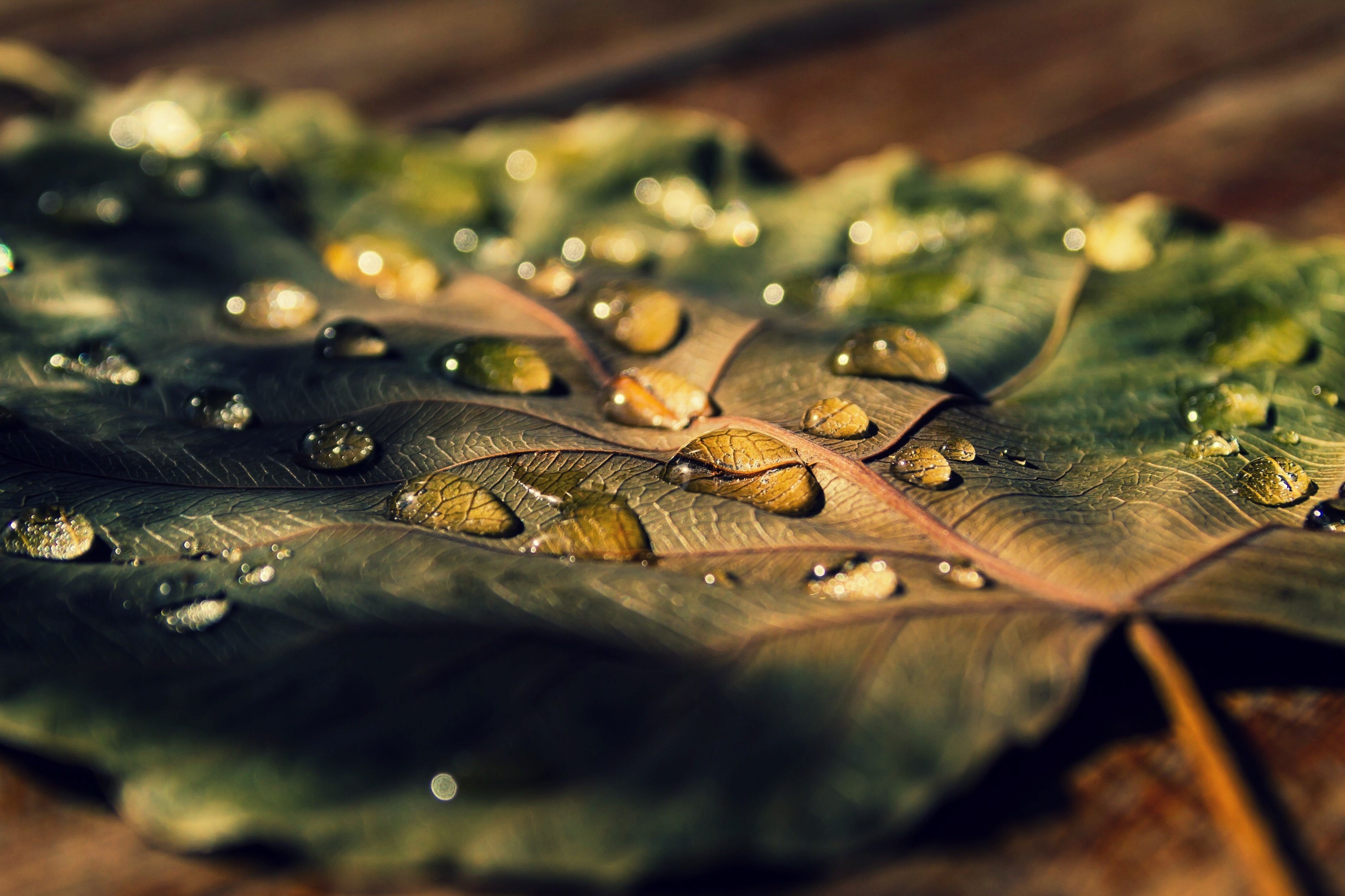 Closeup of water drops on a dry leaf HD Wallpaper