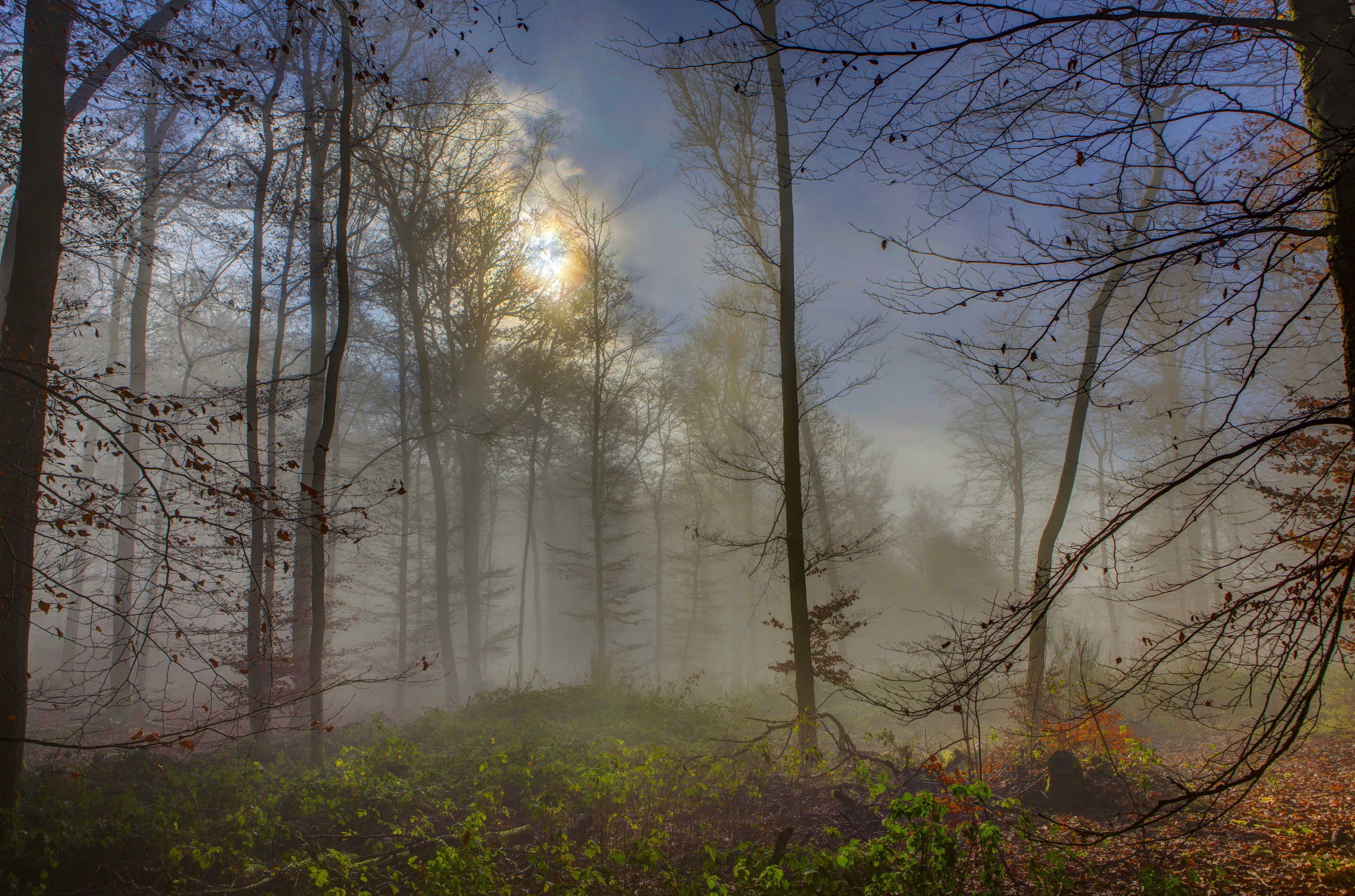 4K Foggy Forest in Germany HD Wallpaper