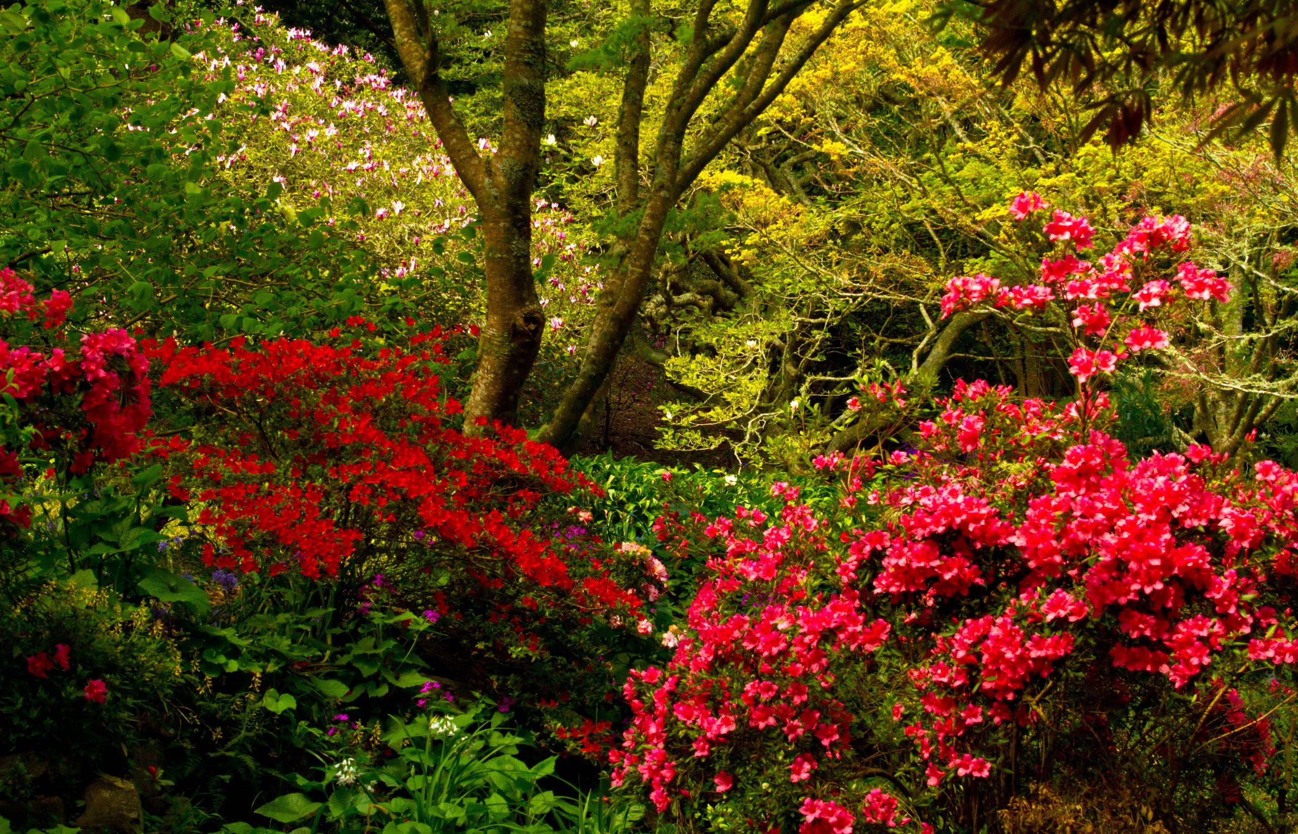 Wellington Botanical Gardens, New Zealand HD Wallpaper