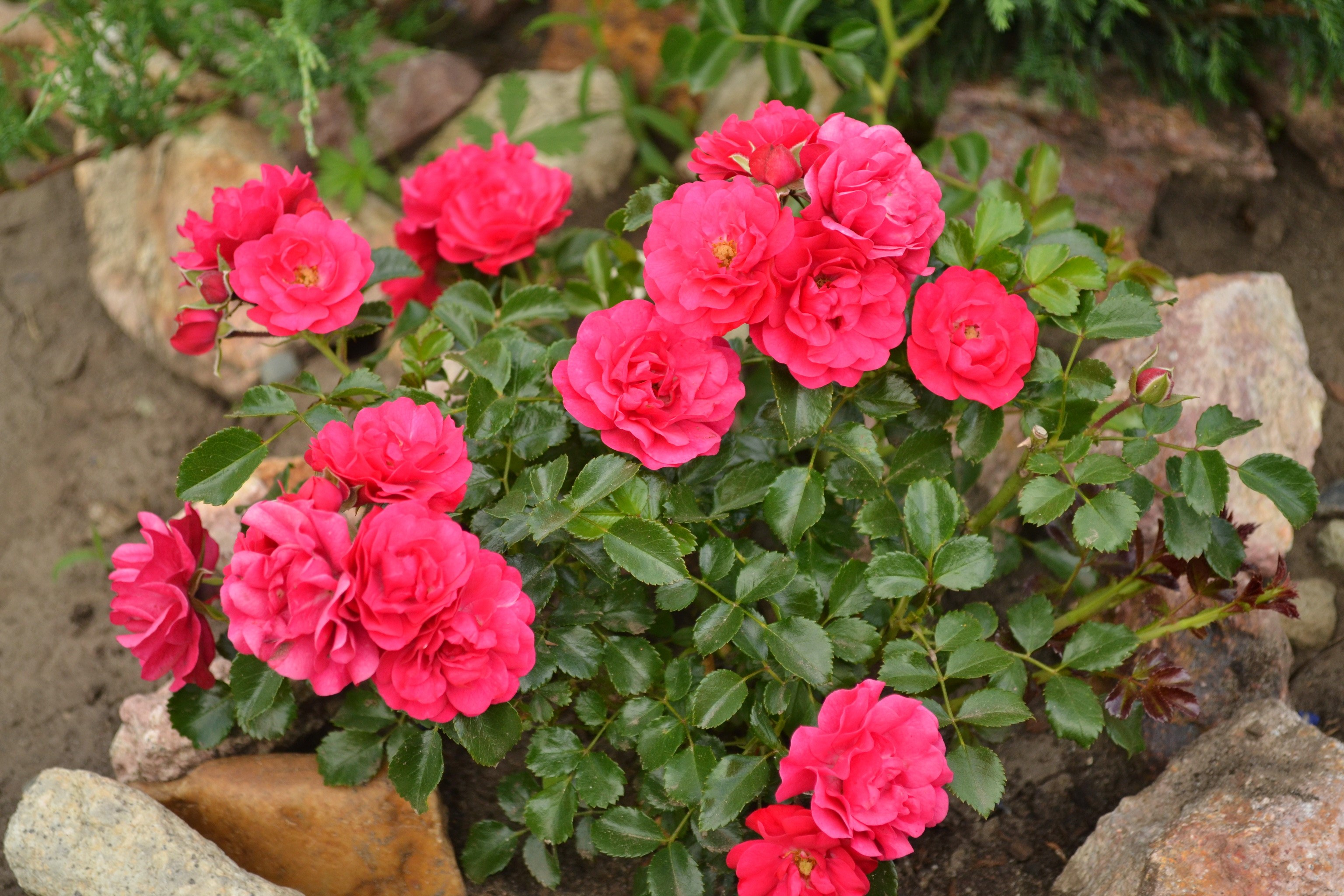 A cluster of bright pink roses in a garden setting HD Wallpaper