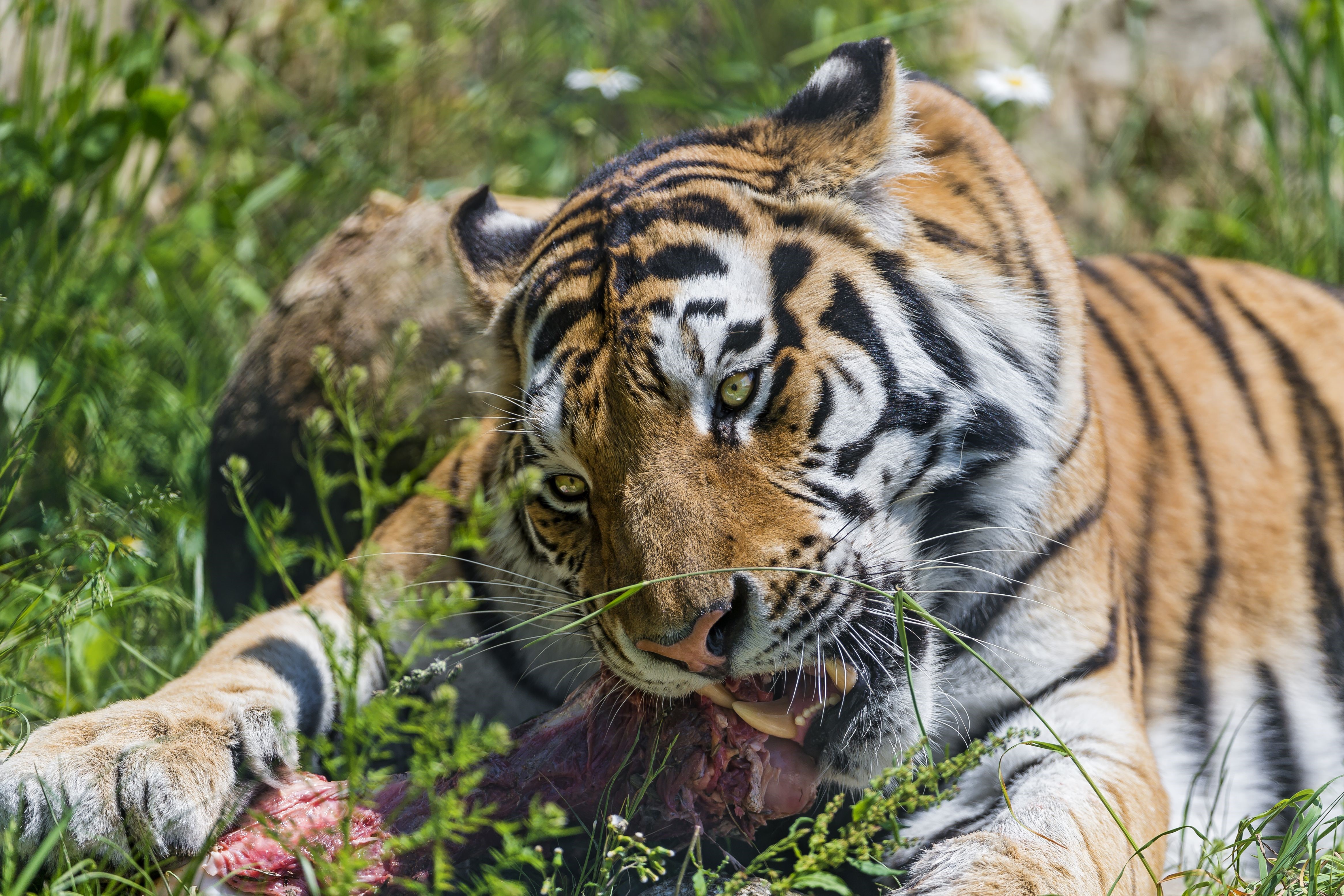 Tiger eating meat in grass HD Wallpaper