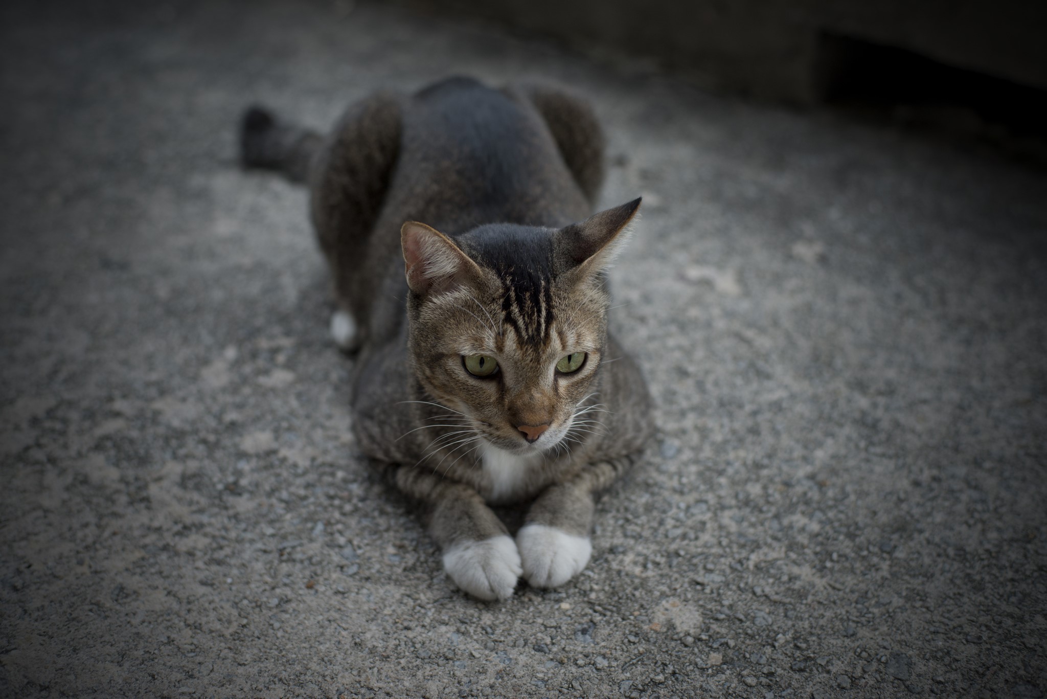 A tabby cat lies on concrete HD Wallpaper