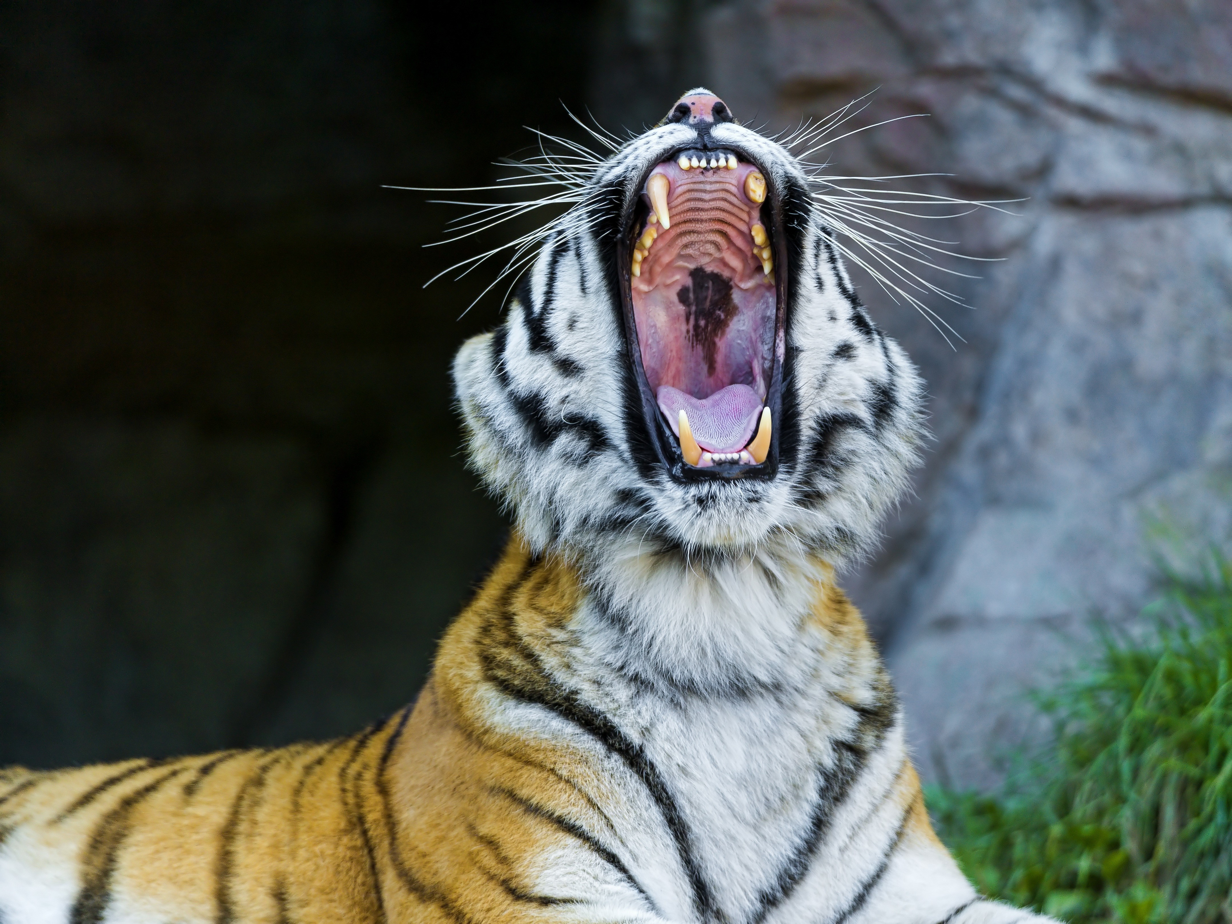 Tiger yawning with mouth wide open HD Wallpaper