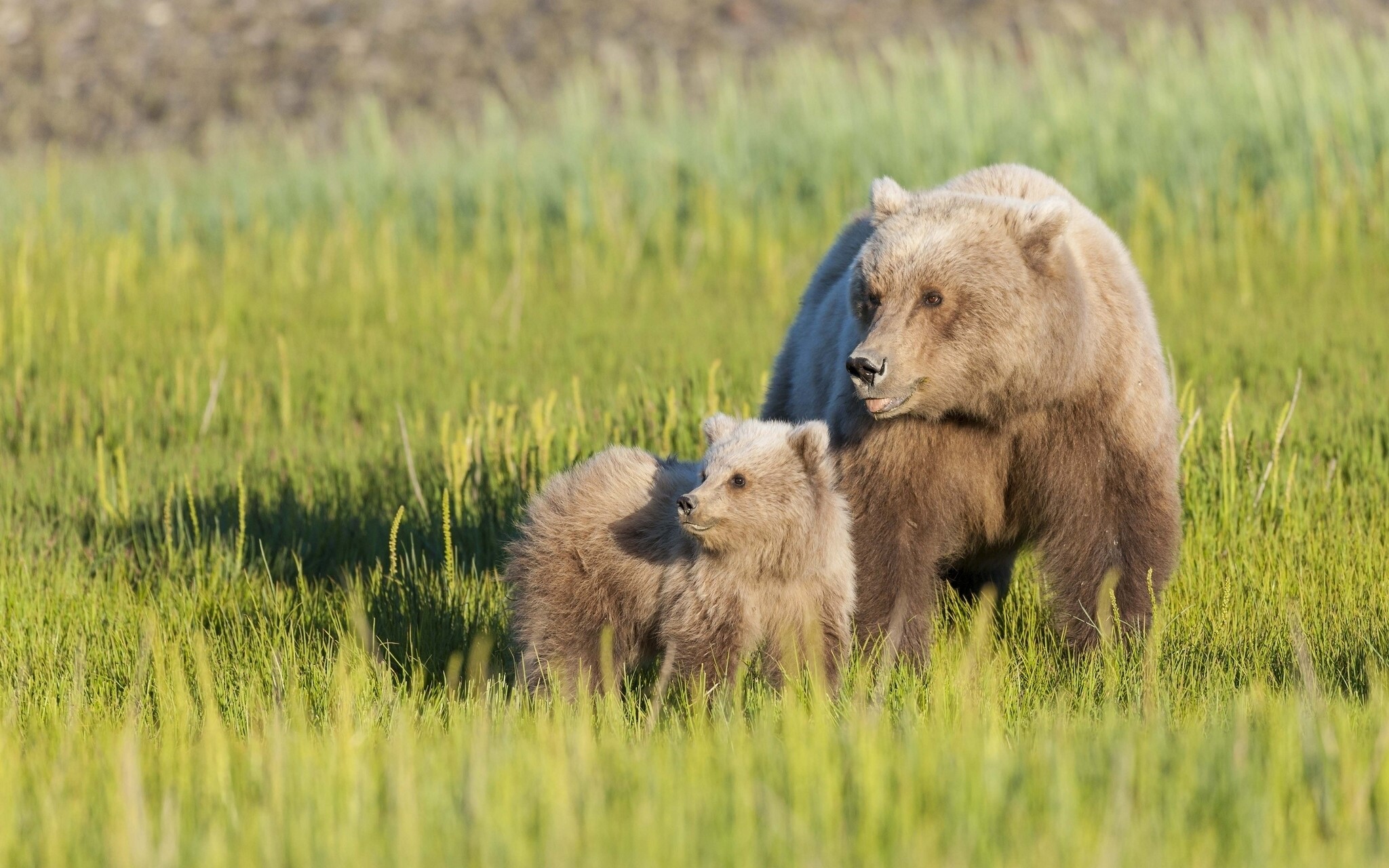 Mother and cub brown bears in grassy field HD Wallpaper
