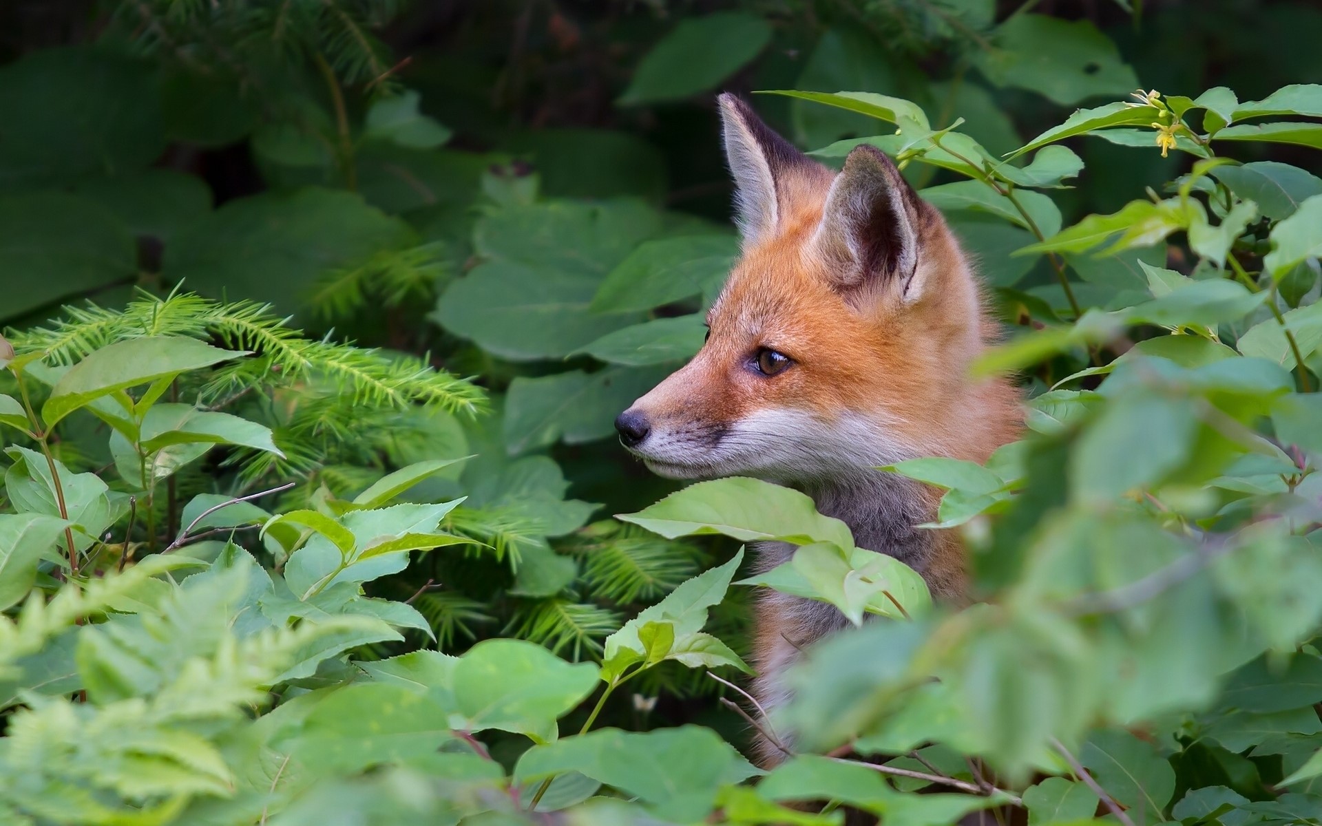 Red fox peeking through green foliage HD Wallpaper