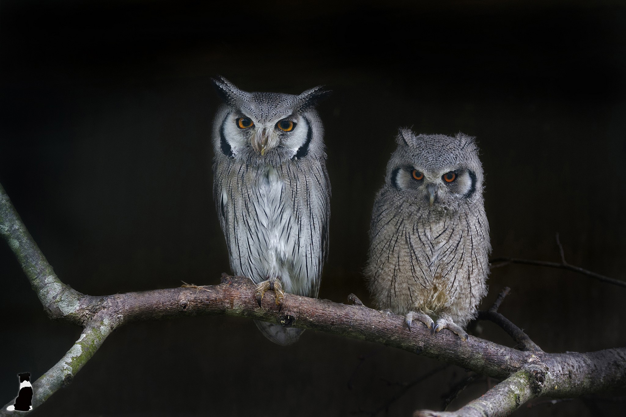 Two owls perched on a branch HD Wallpaper