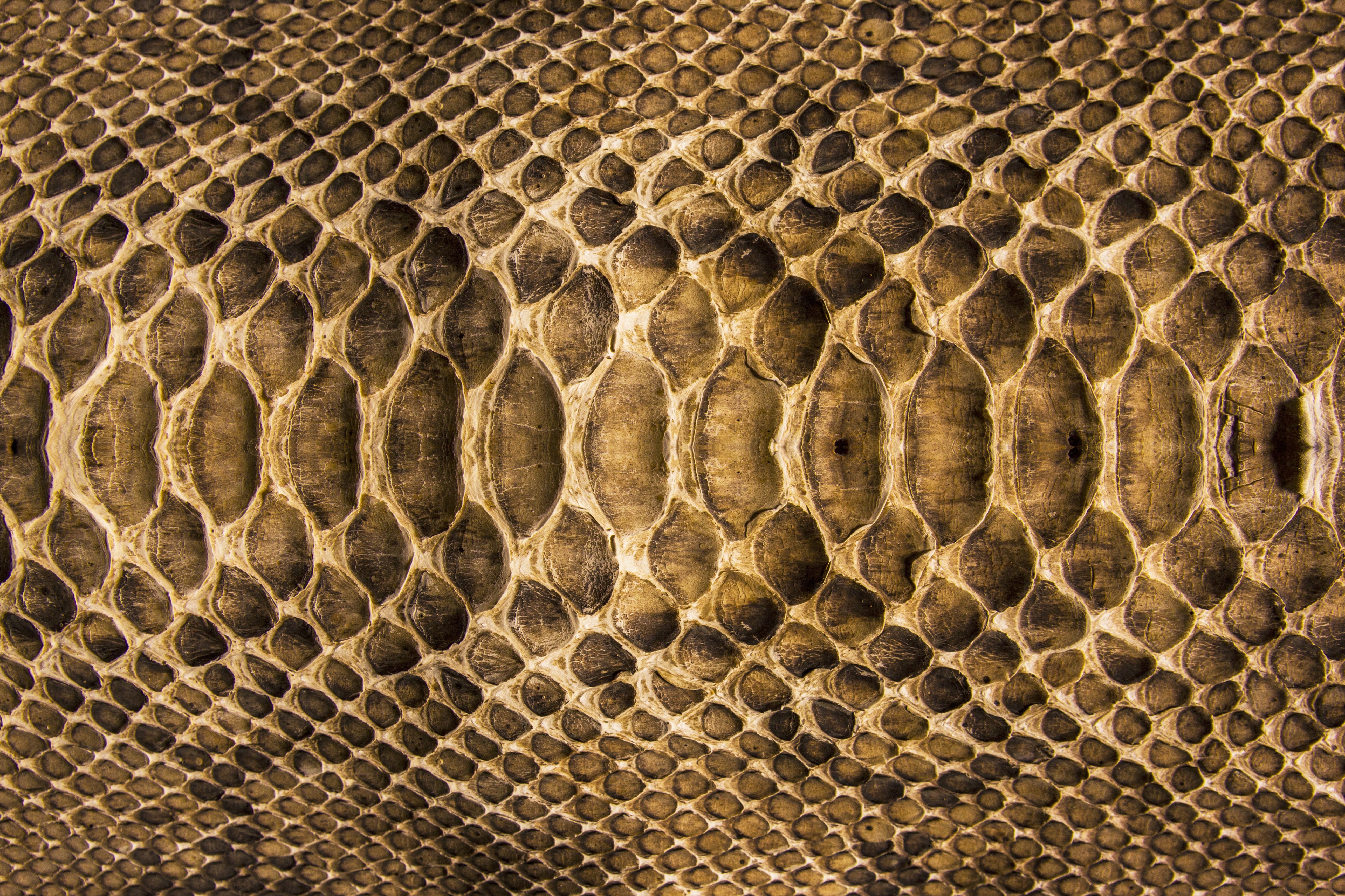 Snake skin texture HD Wallpaper