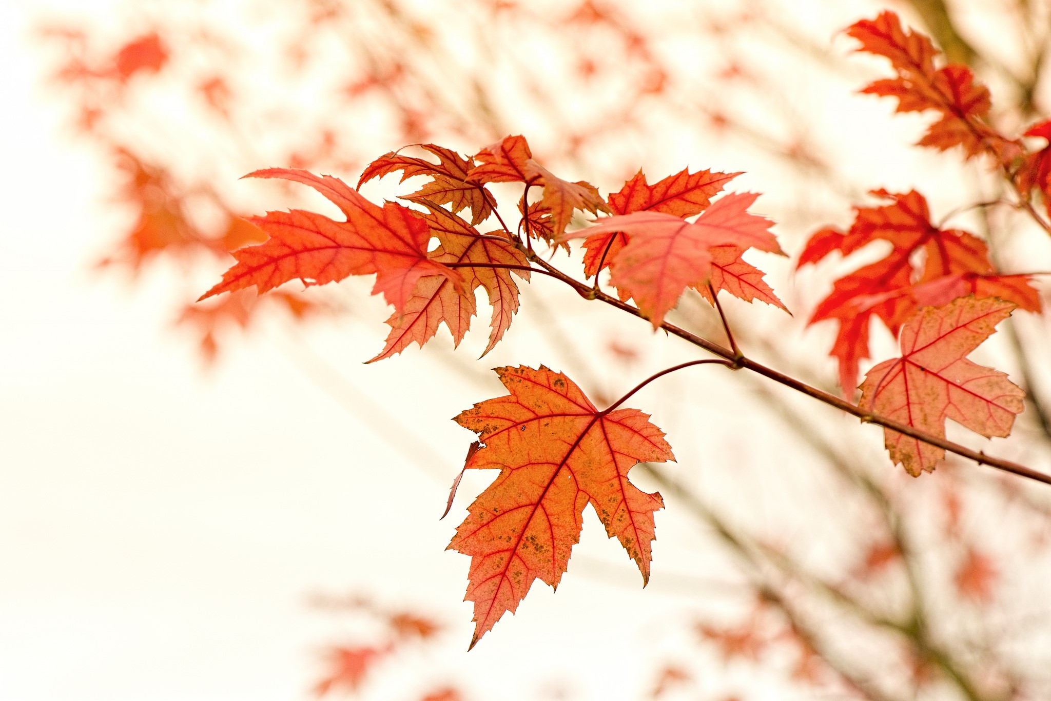Red Maple Leaves on a Branch HD Wallpaper