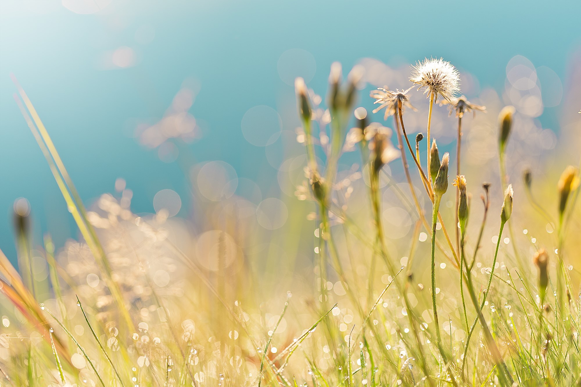 Dandelions in a meadow with dew drops HD Wallpaper