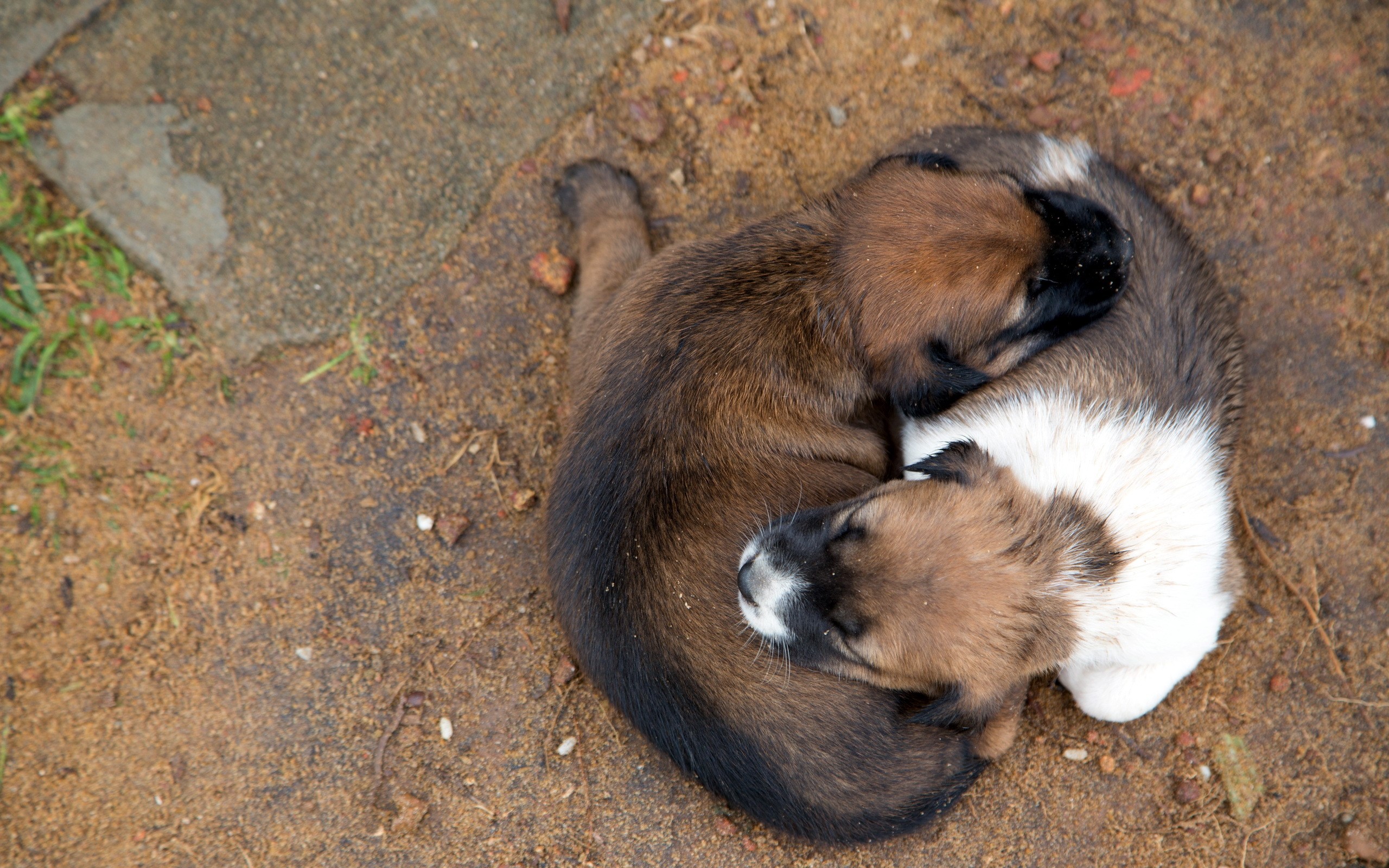 Two puppies sleeping curled up together HD Wallpaper