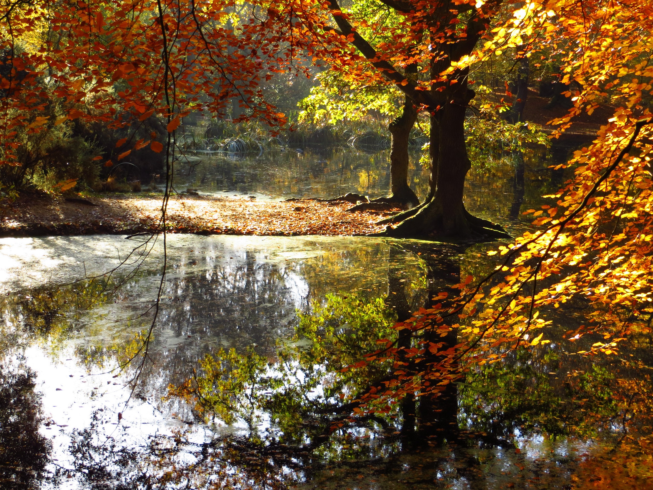 Autumn trees reflected in a pond in England HD Wallpaper