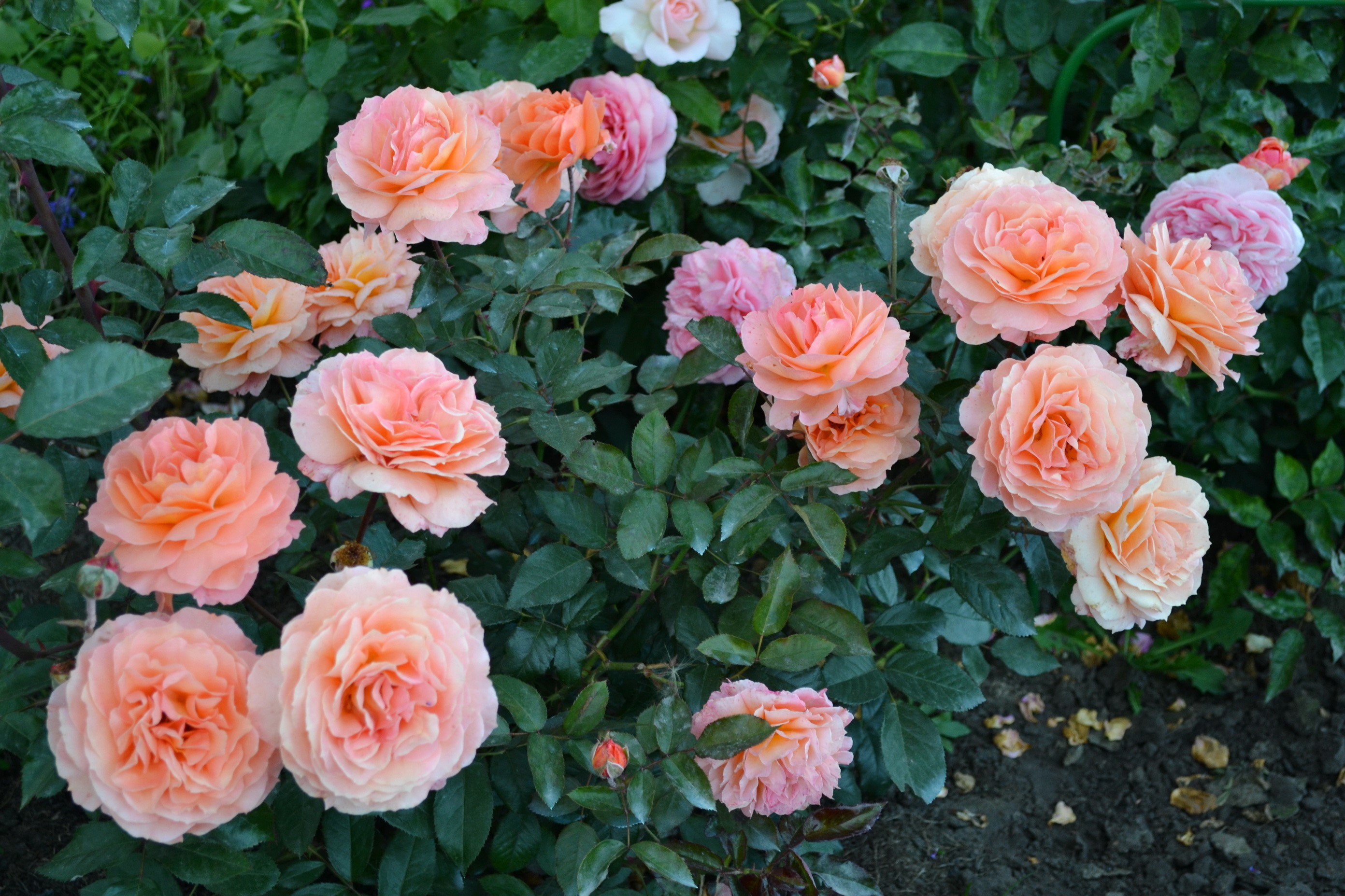 A bush of blooming peach and pink roses HD Wallpaper
