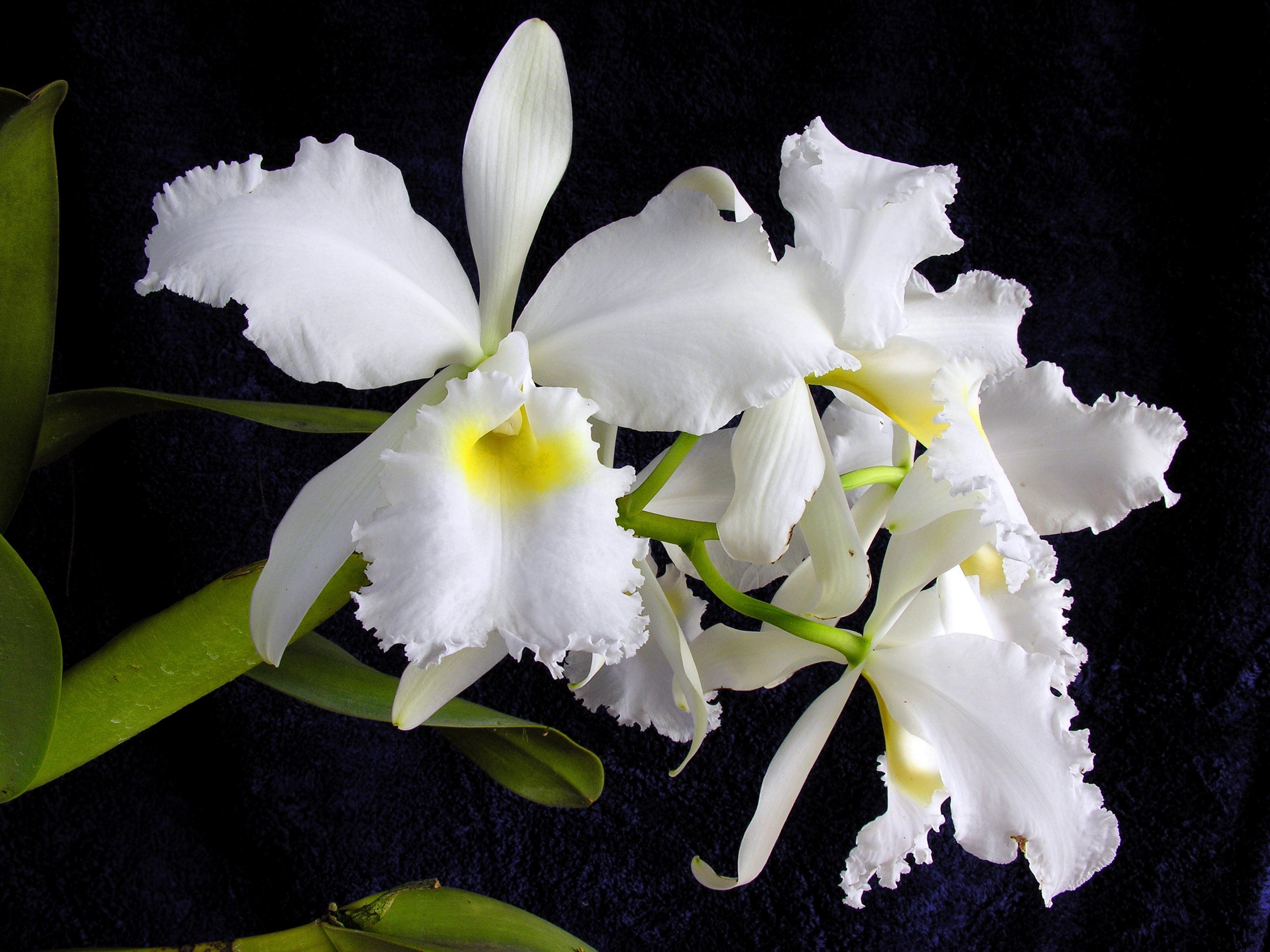 White Cattleya orchid with yellow center HD Wallpaper