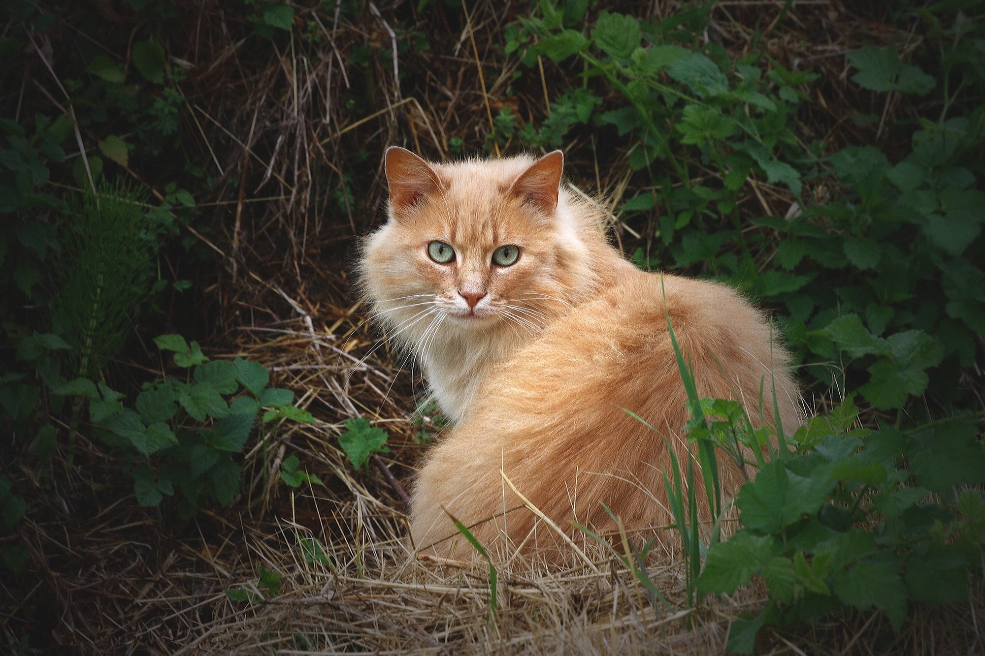 Orange cat with green eyes in foliage HD Wallpaper