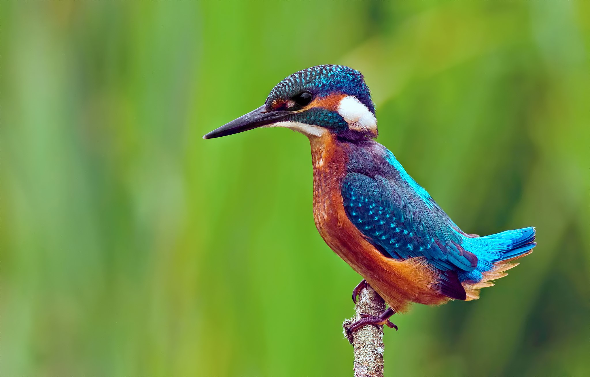 Common Kingfisher perched on a branch HD Wallpaper