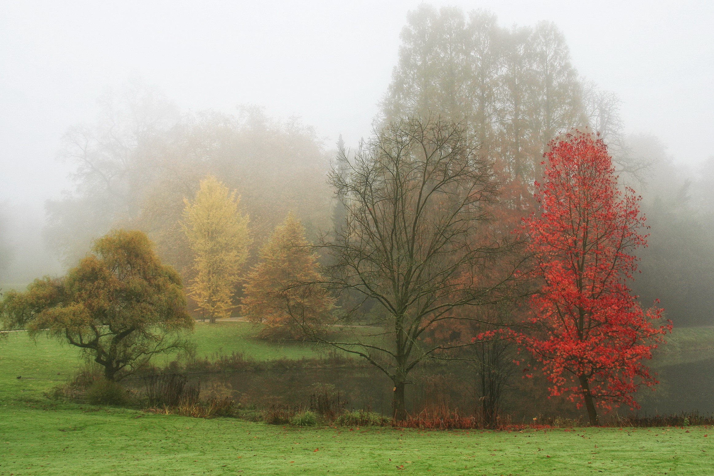 Autumn trees in fog at the Royal Botanic Gardens, Belgium HD Wallpaper