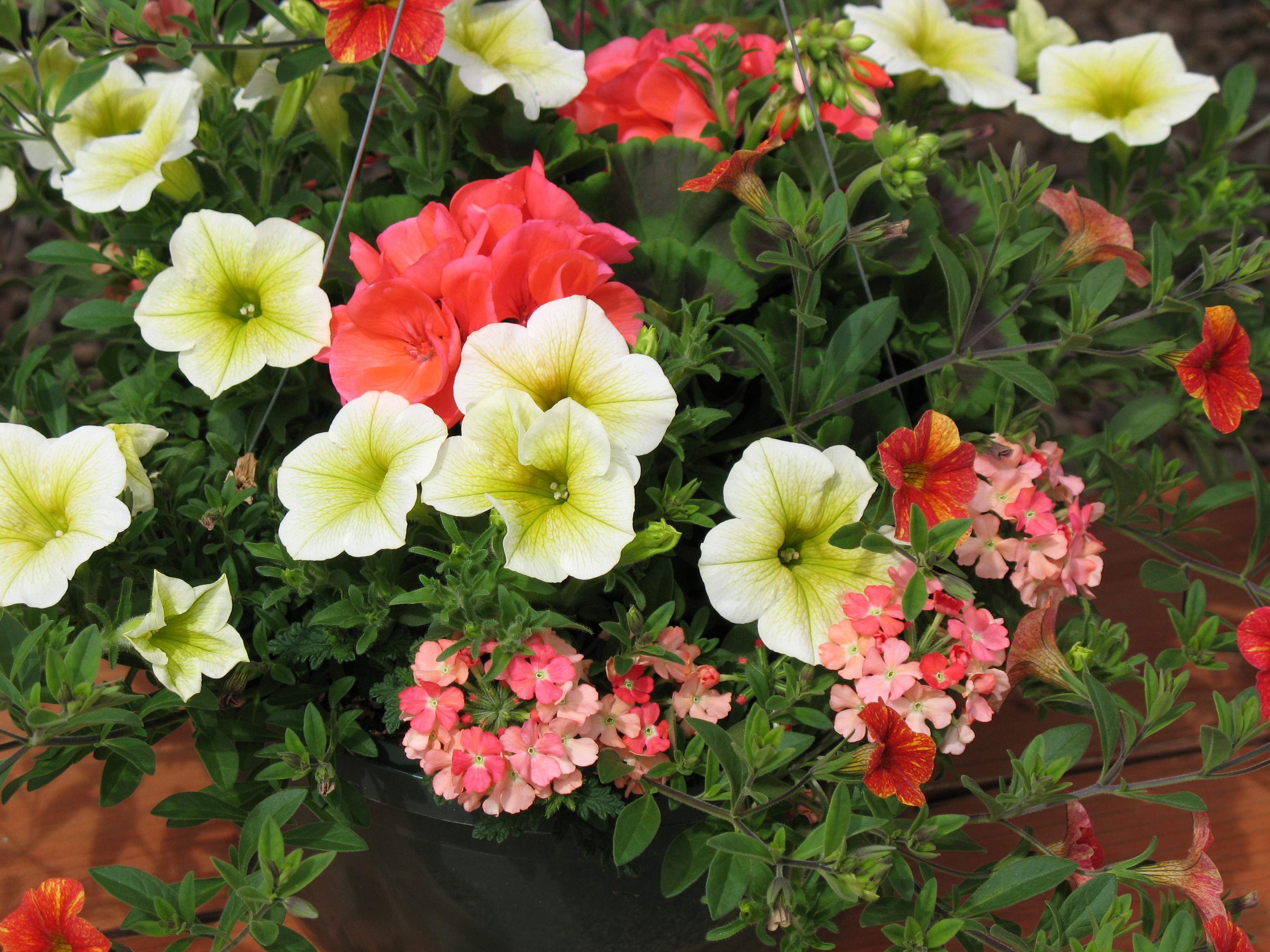 Hanging basket with petunias and geraniums HD Wallpaper