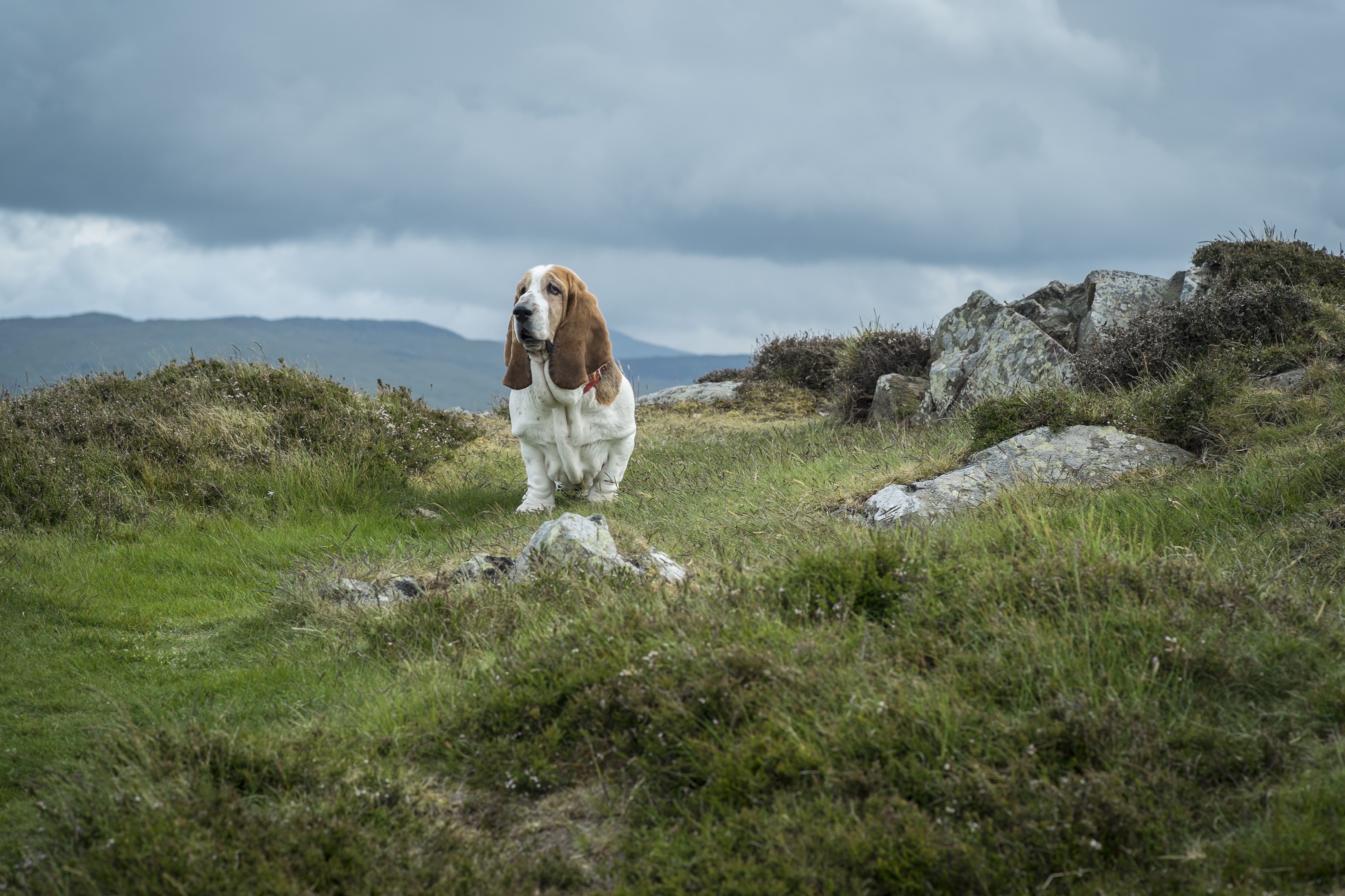 Basset Hound on a Grassy Hillside HD Wallpaper