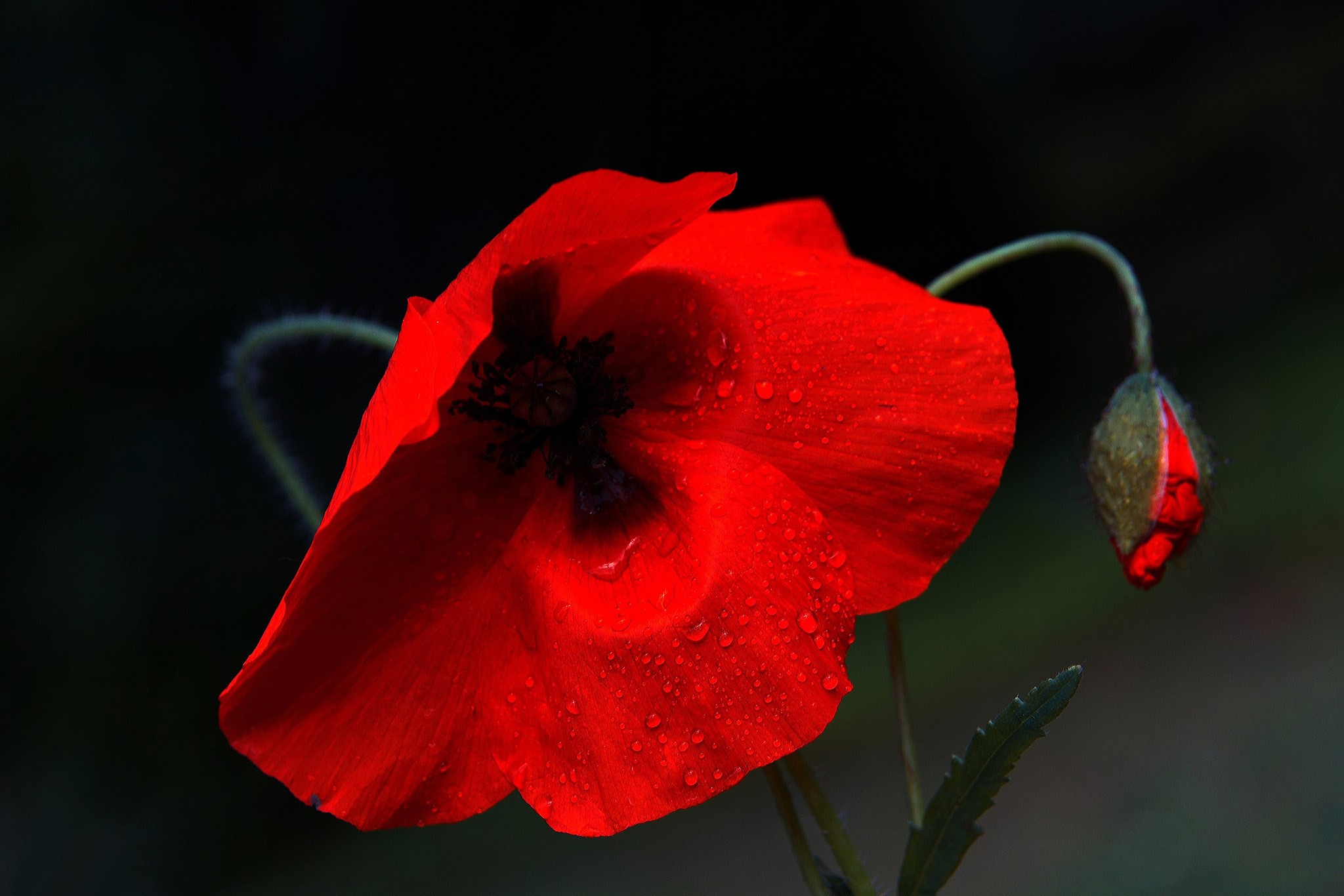 Red poppy flower with water drops and bud HD Wallpaper