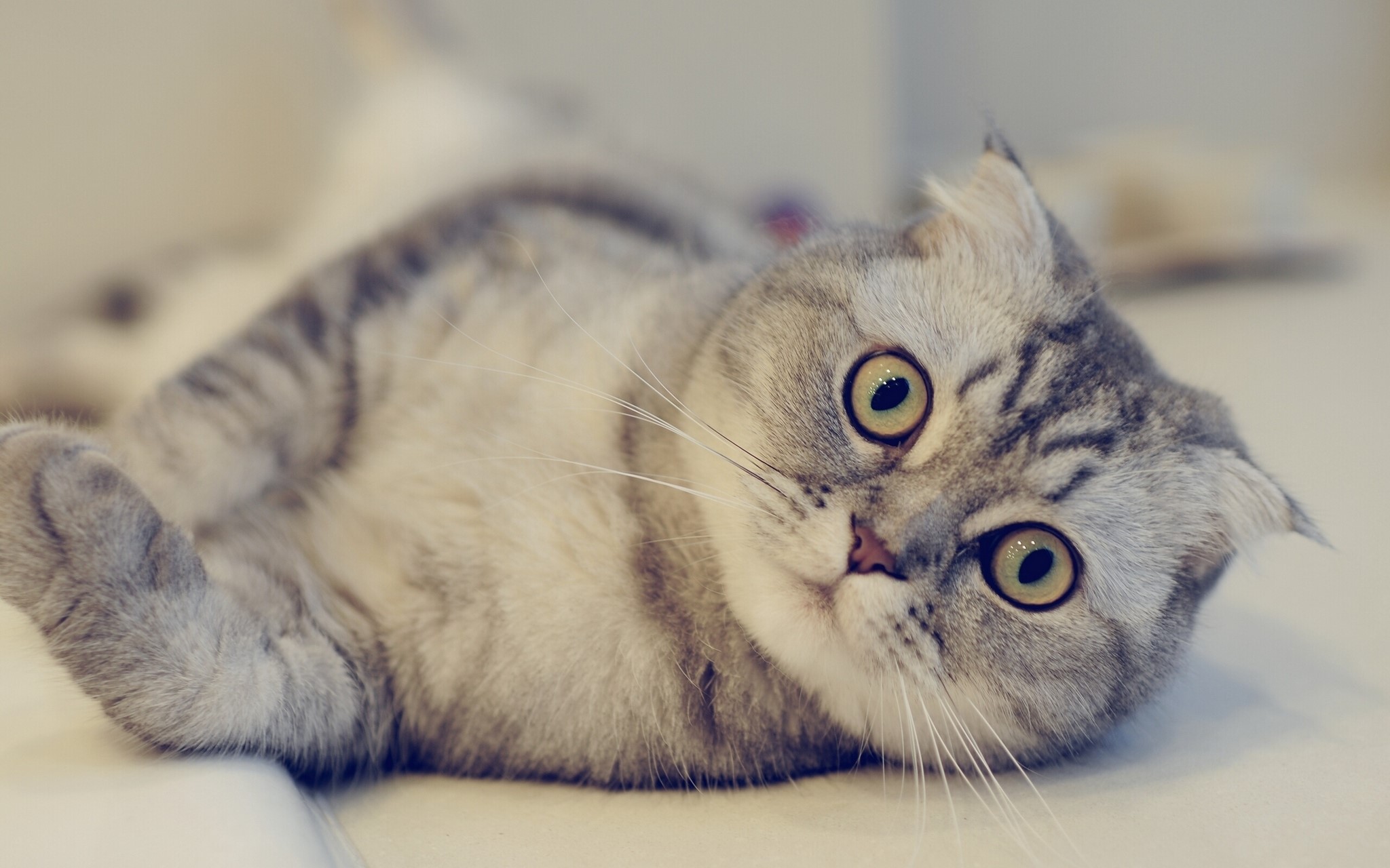 Scottish Fold cat lying on its back HD Wallpaper