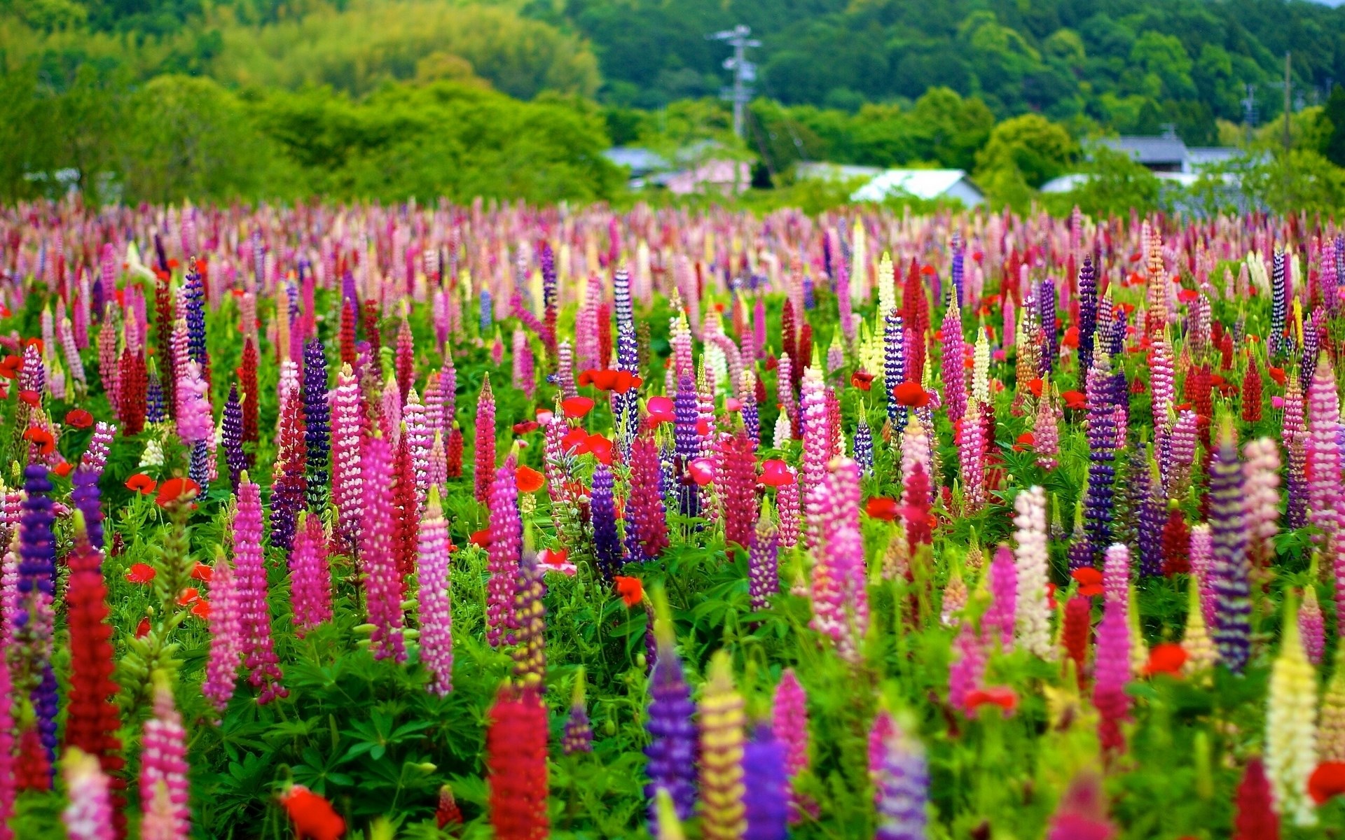 Field of colorful lupine flowers with red poppies HD Wallpaper