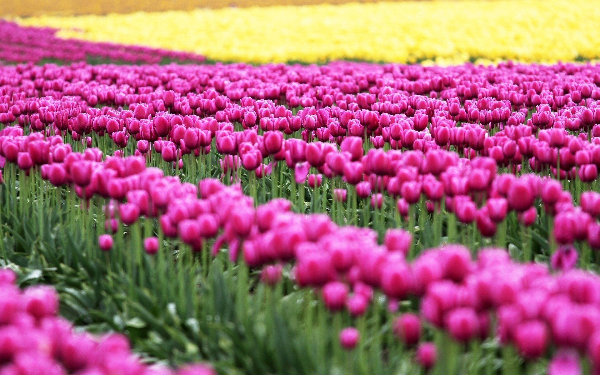 Field of Pink and Yellow Tulips HD Wallpaper